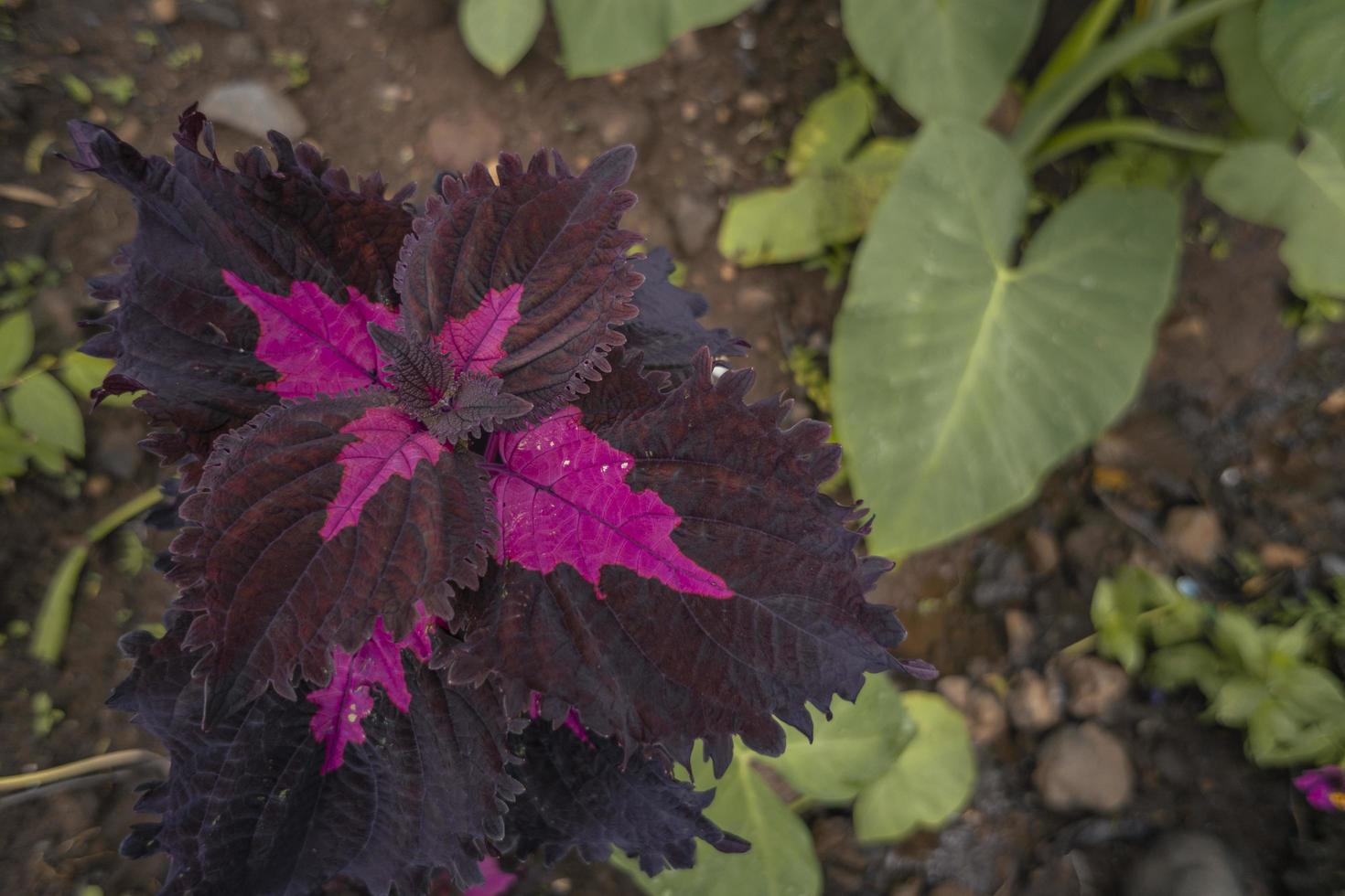 Close up of dark purple wild plant on the big gardens when spring time. The photo is suitable to use for nature background, holiday content social media and unique poster.