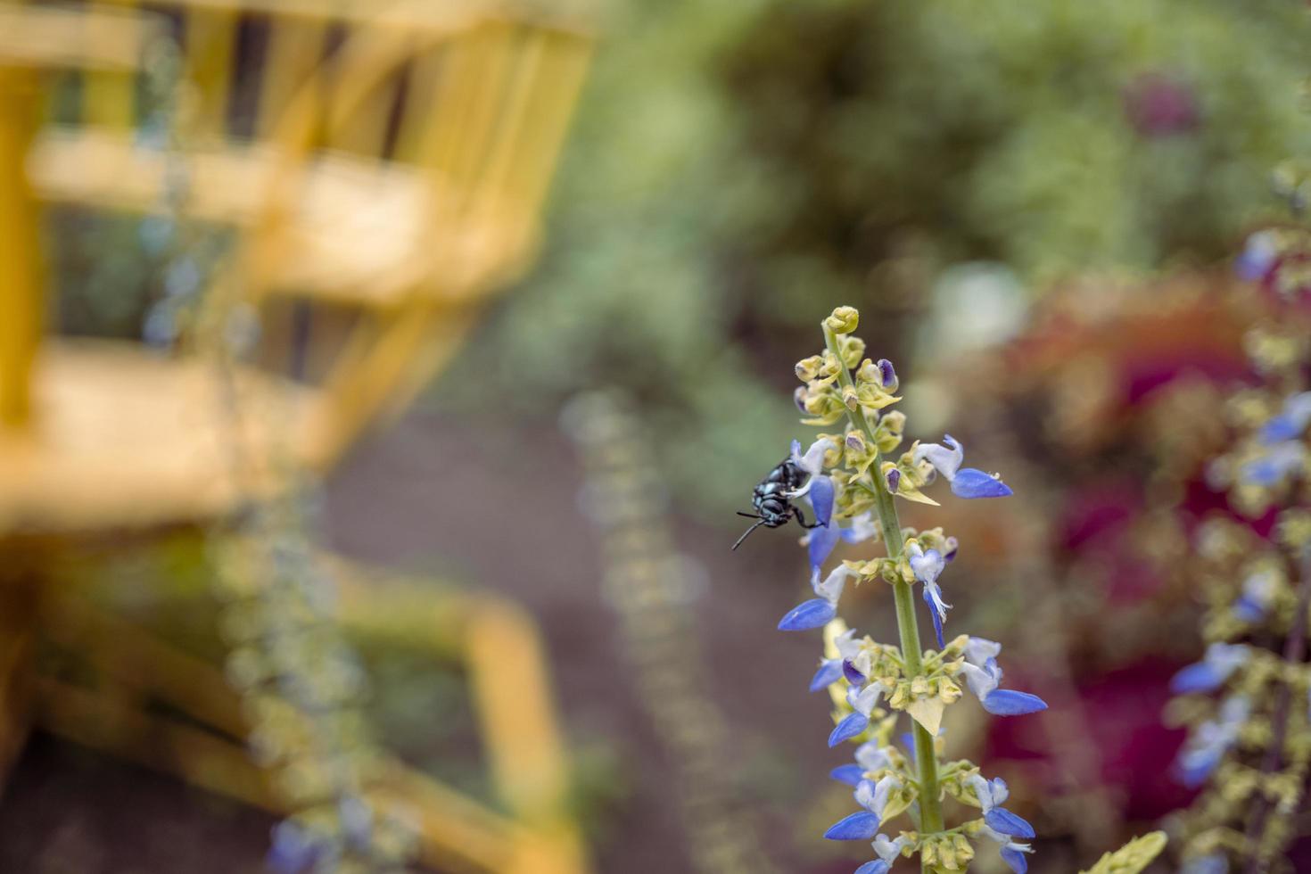 Close up photo of purple flower with blurry background when spring season. The photo is suitable to use for flower background, flower content social media and botanical poster.