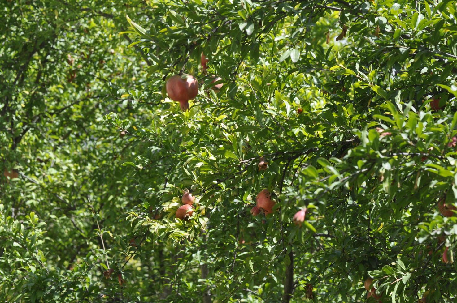 granada árbol con maduro frutas y flores en el jardín foto