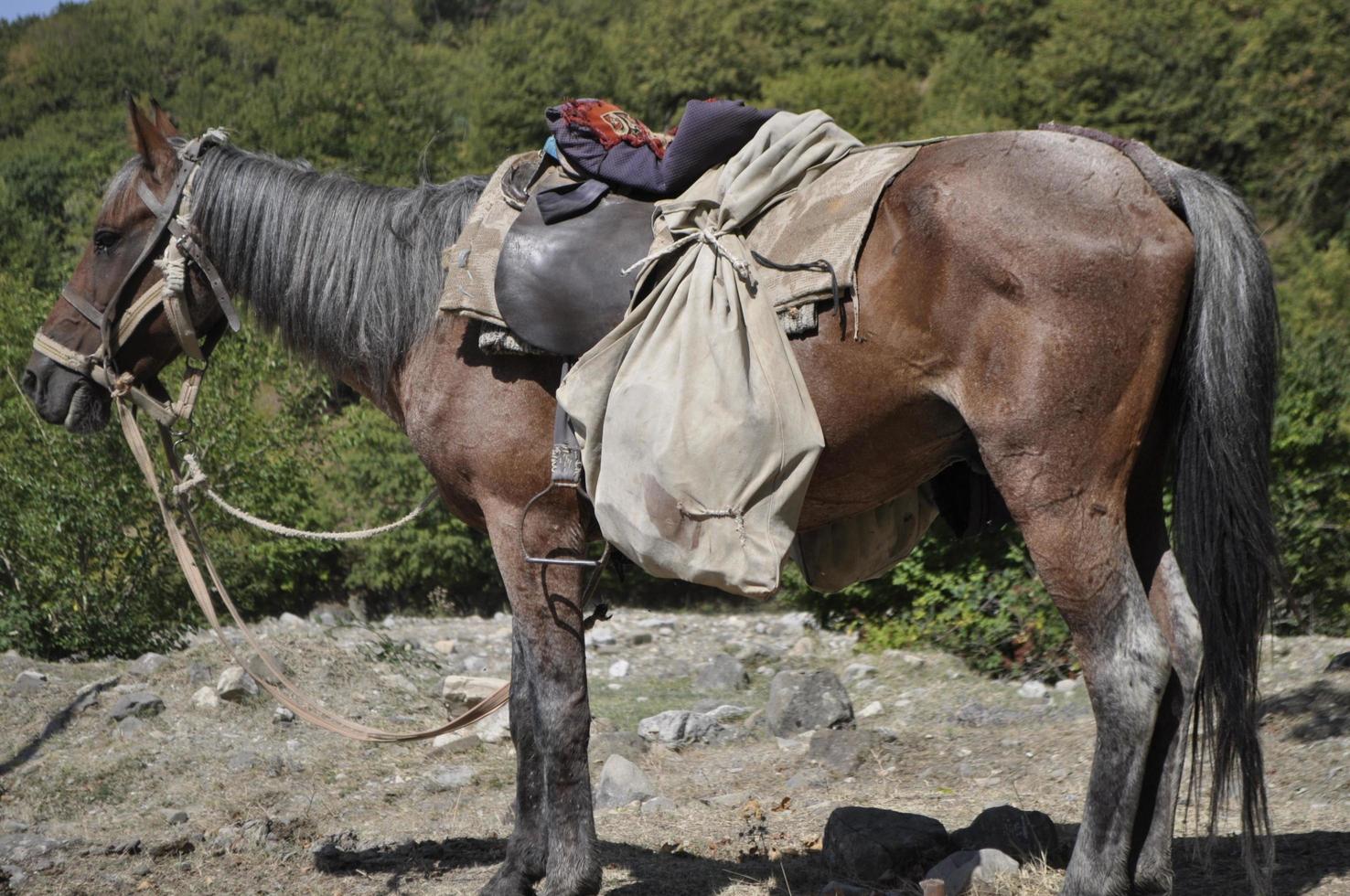 caballo con un bolso en su espalda en el montañas de azerbaiyán foto