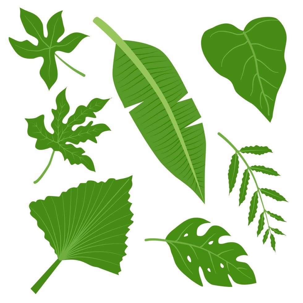 Tropical Green Leaves Collection. Set of Banana, Taro, Papaya, Palm, Monstera, Cassava Leaf vector