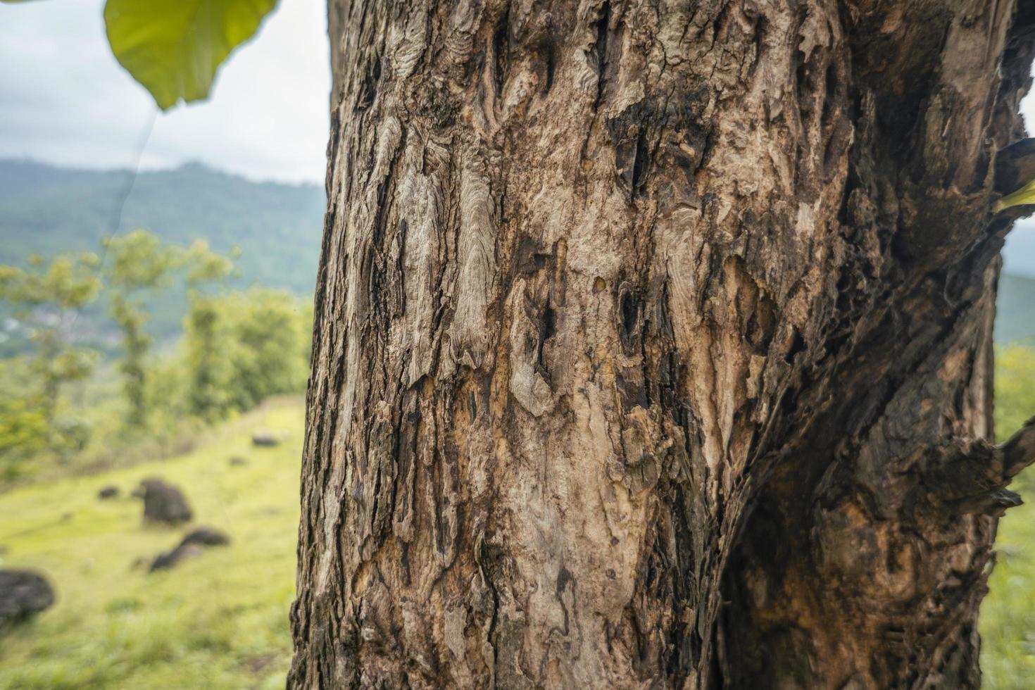 Close up photo of tree trunk wood local plant from Semarang Indonesia. The photo is suitable to use for nature texture background, content social media and poster.