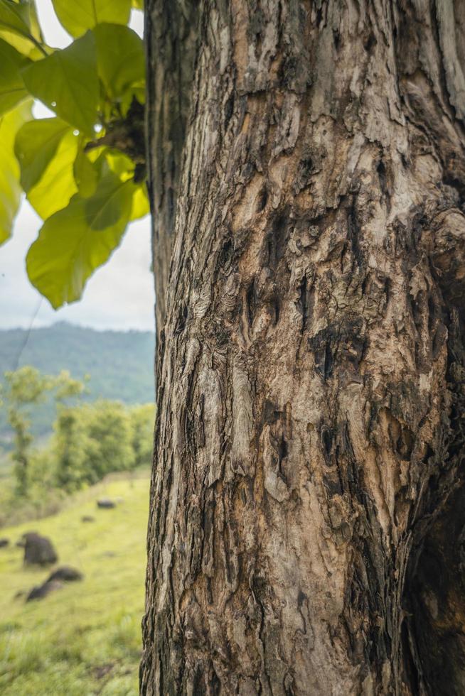 Close up photo of tree trunk wood local plant from Semarang Indonesia. The photo is suitable to use for nature texture background, content social media and poster.