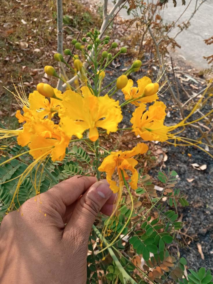 A hand holds a yellow flower that is from the flower garden. photo