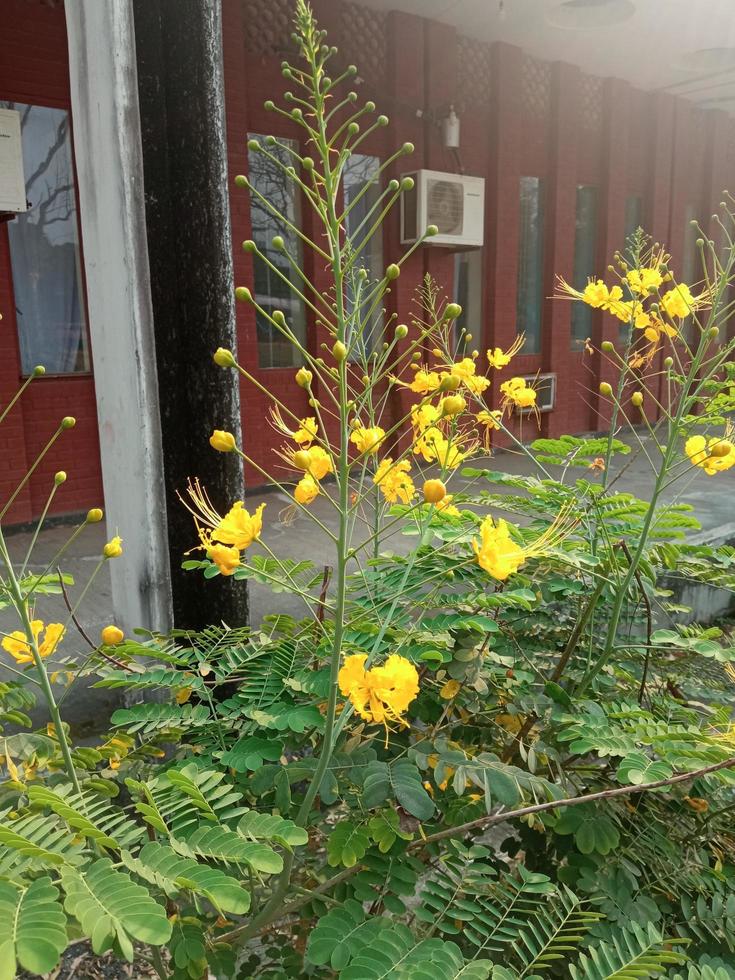 un planta con amarillo flores es en frente de un edificio. foto