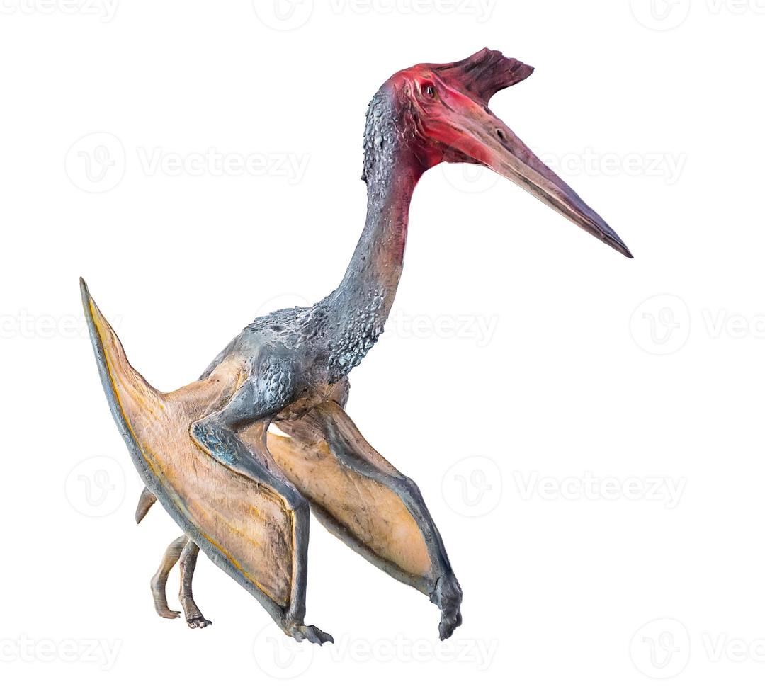 The Pterosaur , dinosaur on  isolated background photo