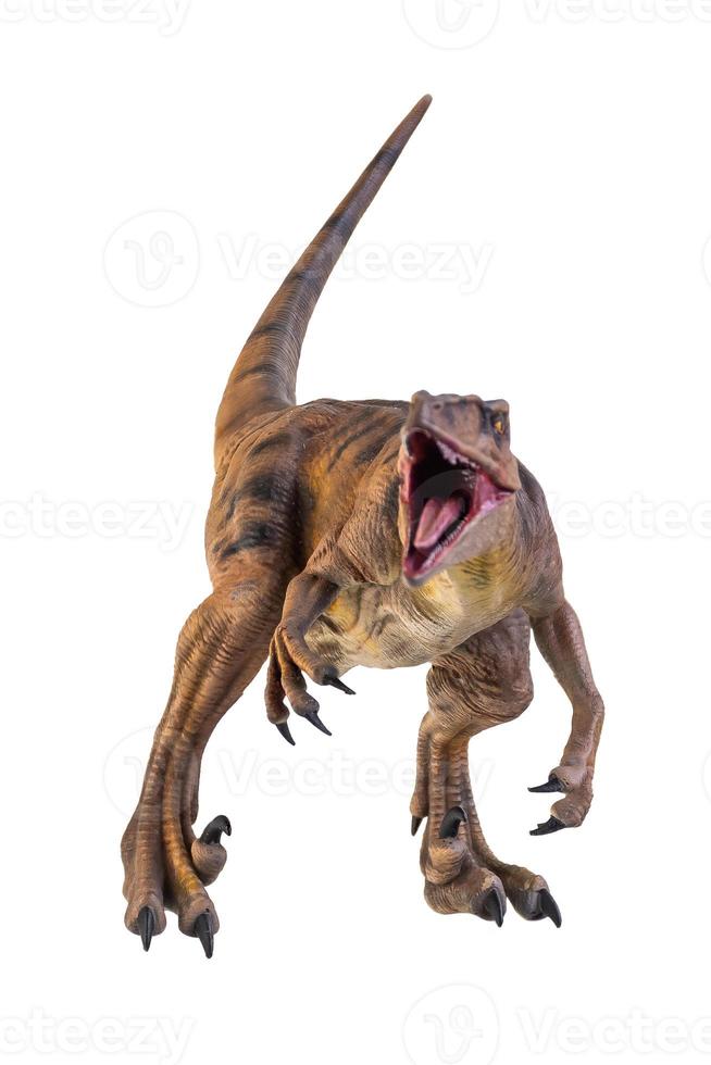 dinosaur , Velociraptor  isolated background photo