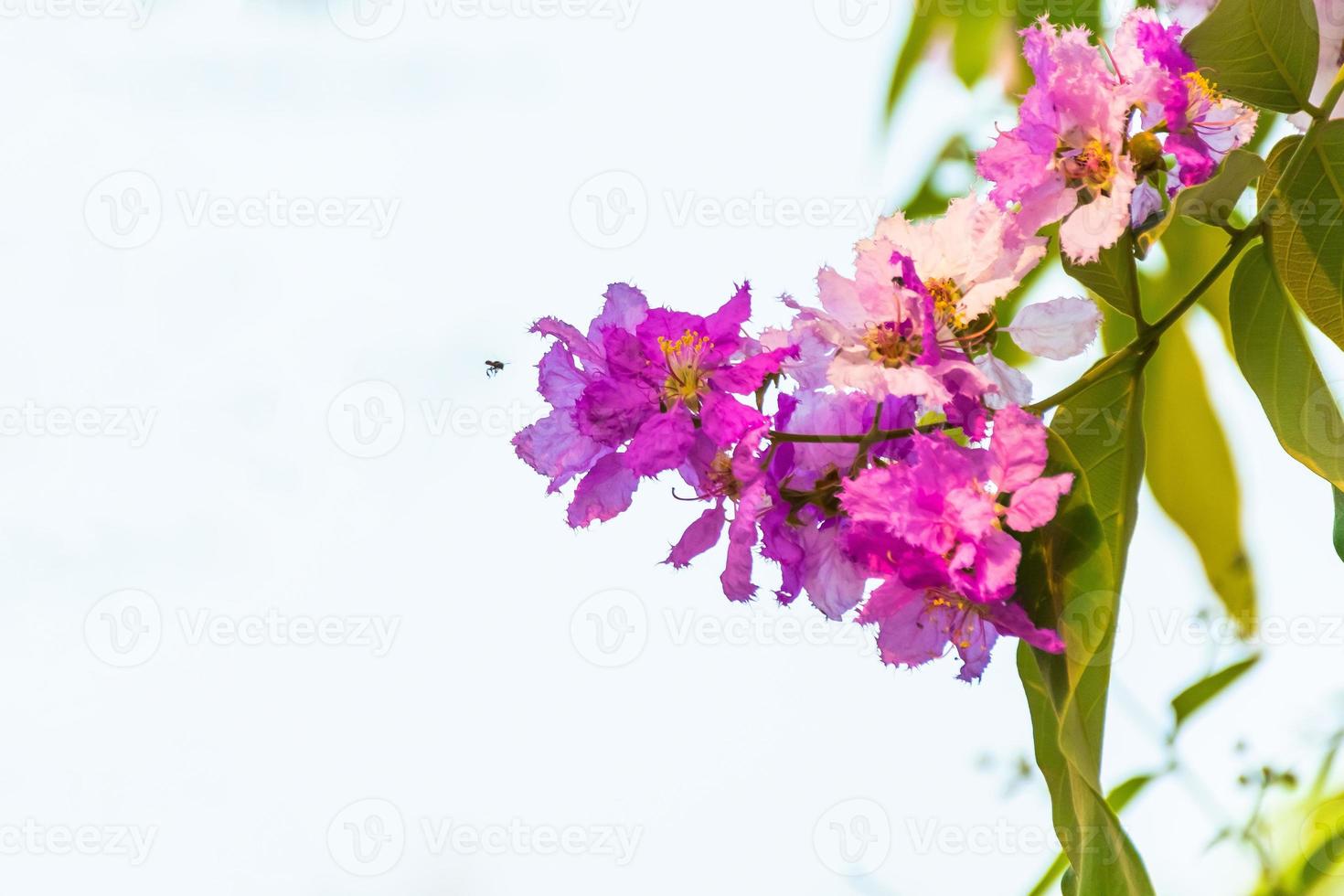 beautiful flower of Lagerstroemia floribunda photo