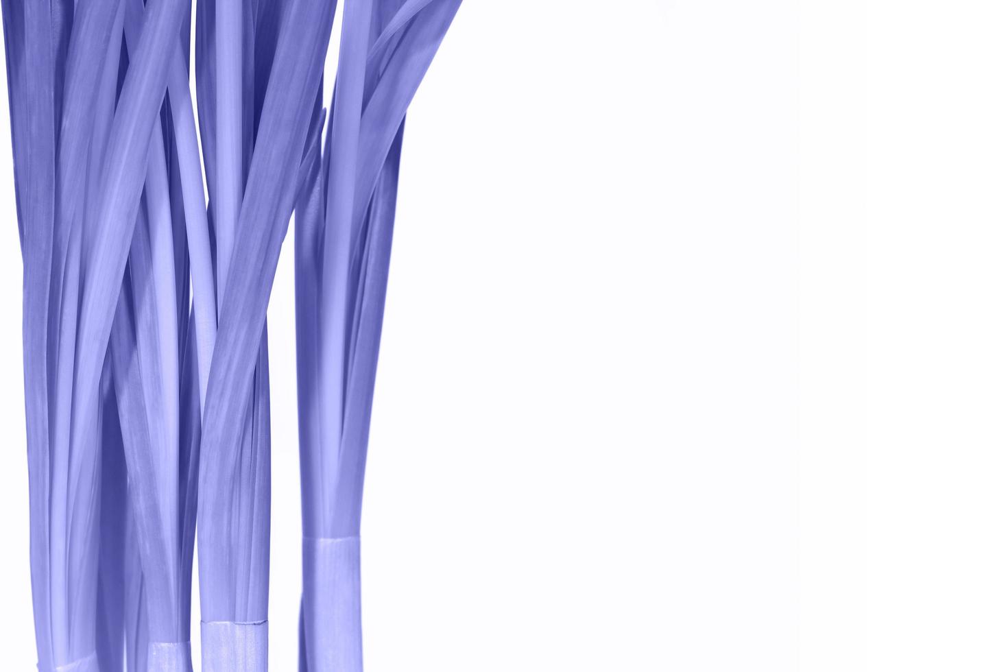 Fresh daffodil stems and leaves toned trendy very peri color on white background. Vertical violet plant leaves of growing herb. Place for your text here. photo