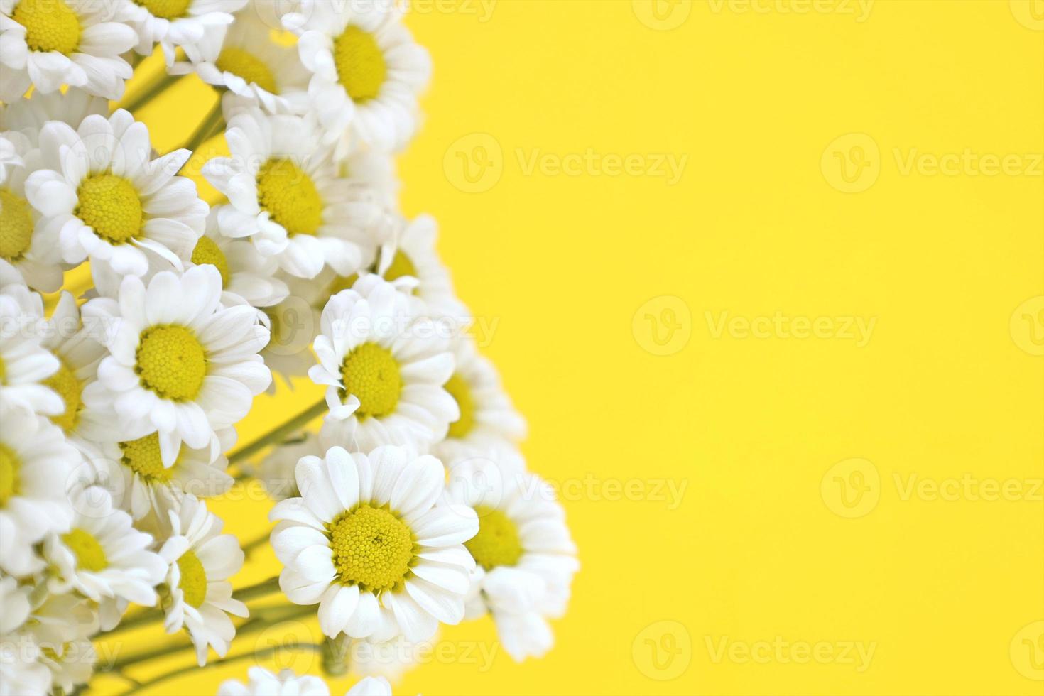 White chamomiles on bright yellow background with copy space. Small chrysanthemums look like daisies. Bunch of flowers. Greeting card for summer and spring holidays. photo