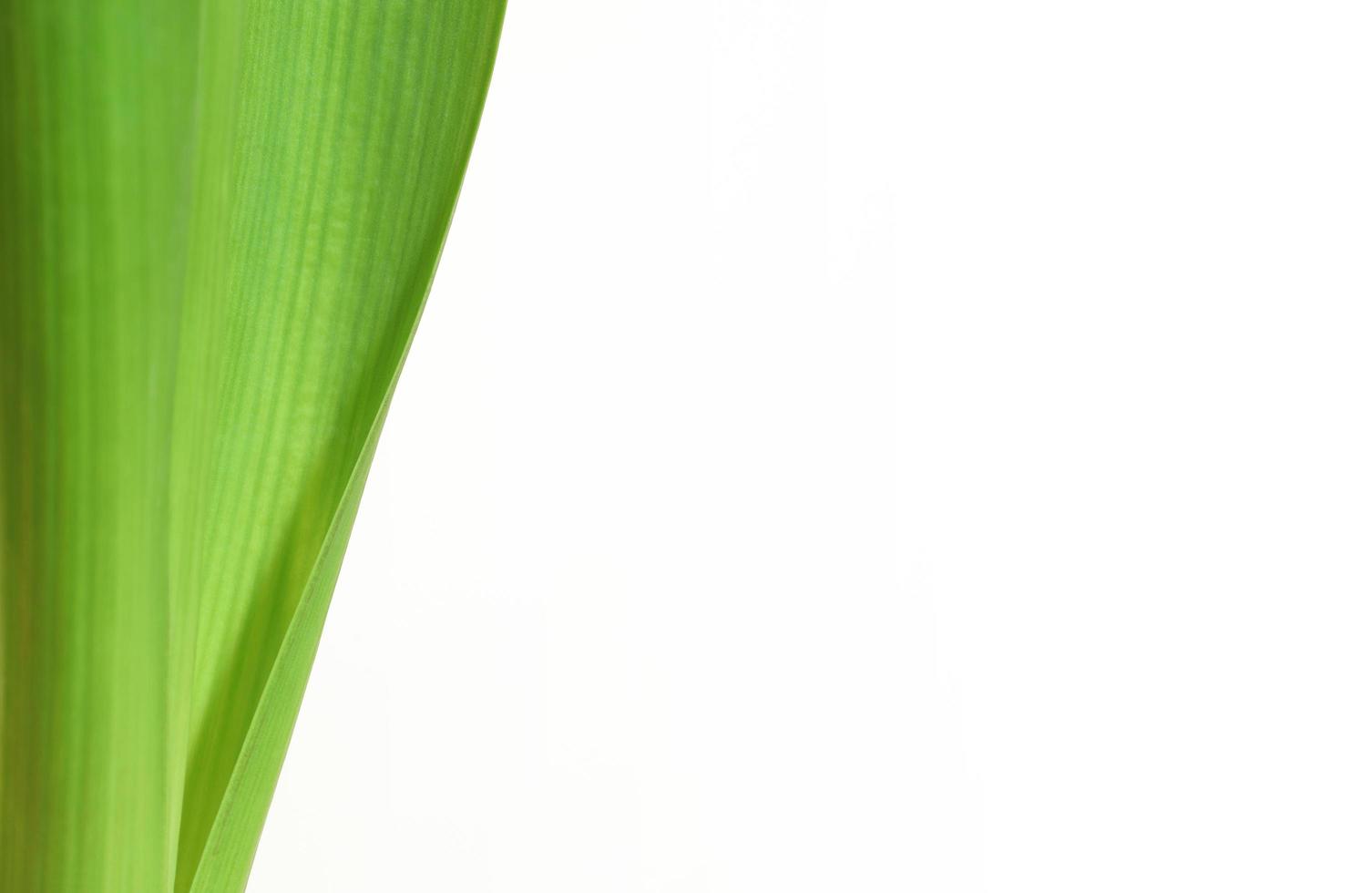 Green fresh hyacinth leave on white background. Vertical lines plant leaves. Light green herb. Place for your text here. Blank for business card or banner. photo