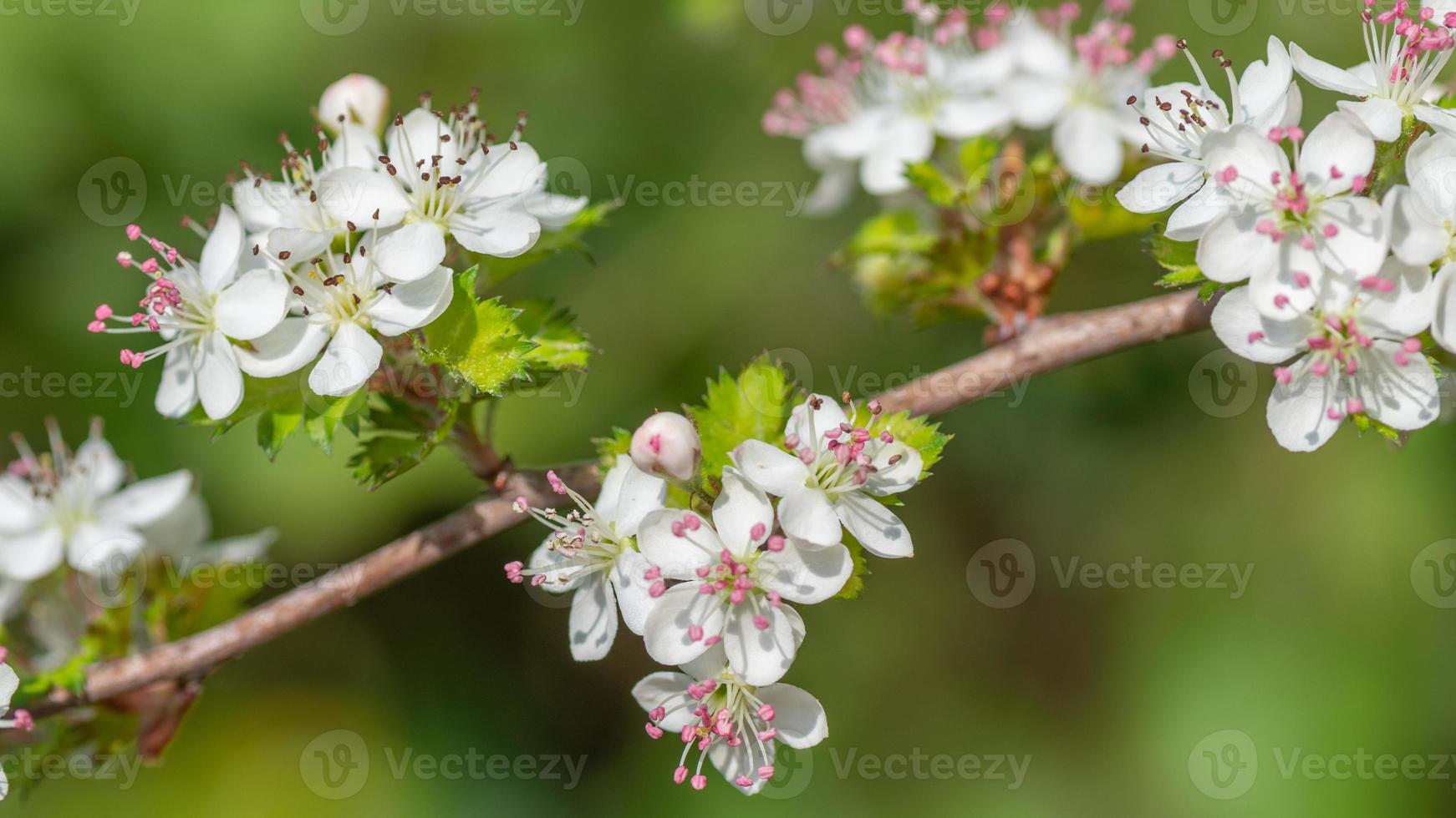 Parsley hawthorn blooms in a widescreen aspect ratio image. 21866470