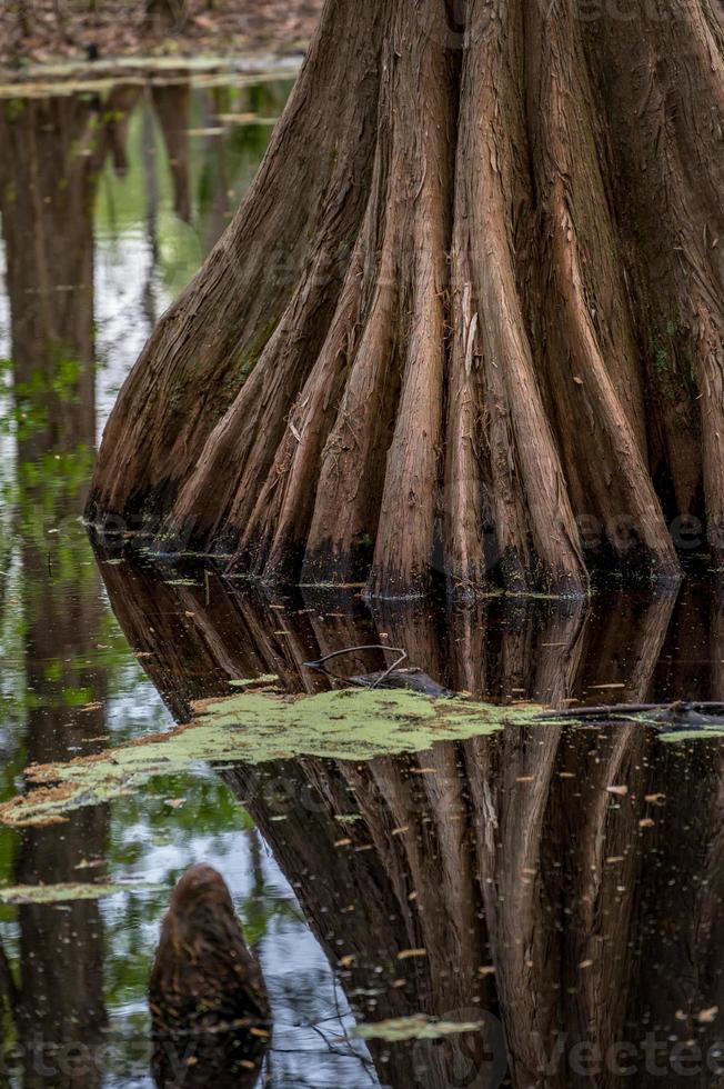 Closeup of a Bald cypress tree in shallow water. photo
