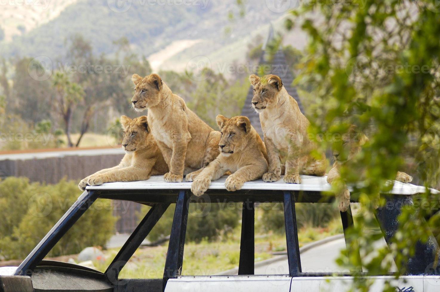 Five lion cubs utilize the rooftop of an abandoned safari jeep as a vantage point to watch their parent and the rest of the pride go hunting. photo