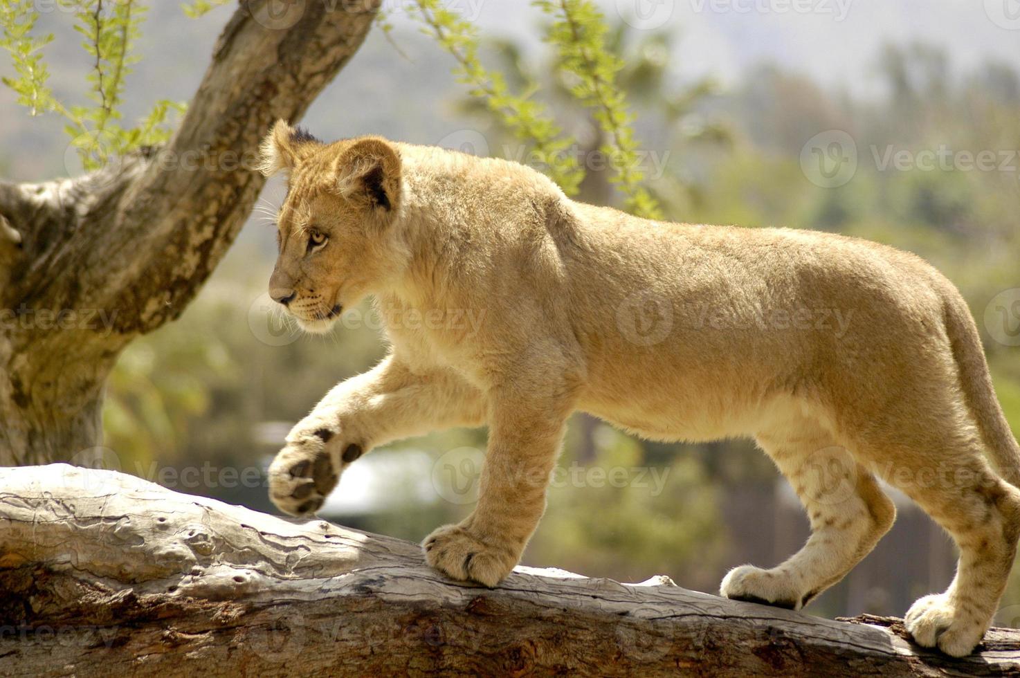 A courageous lion cub tests his footing on a downed tree branch on his own. photo