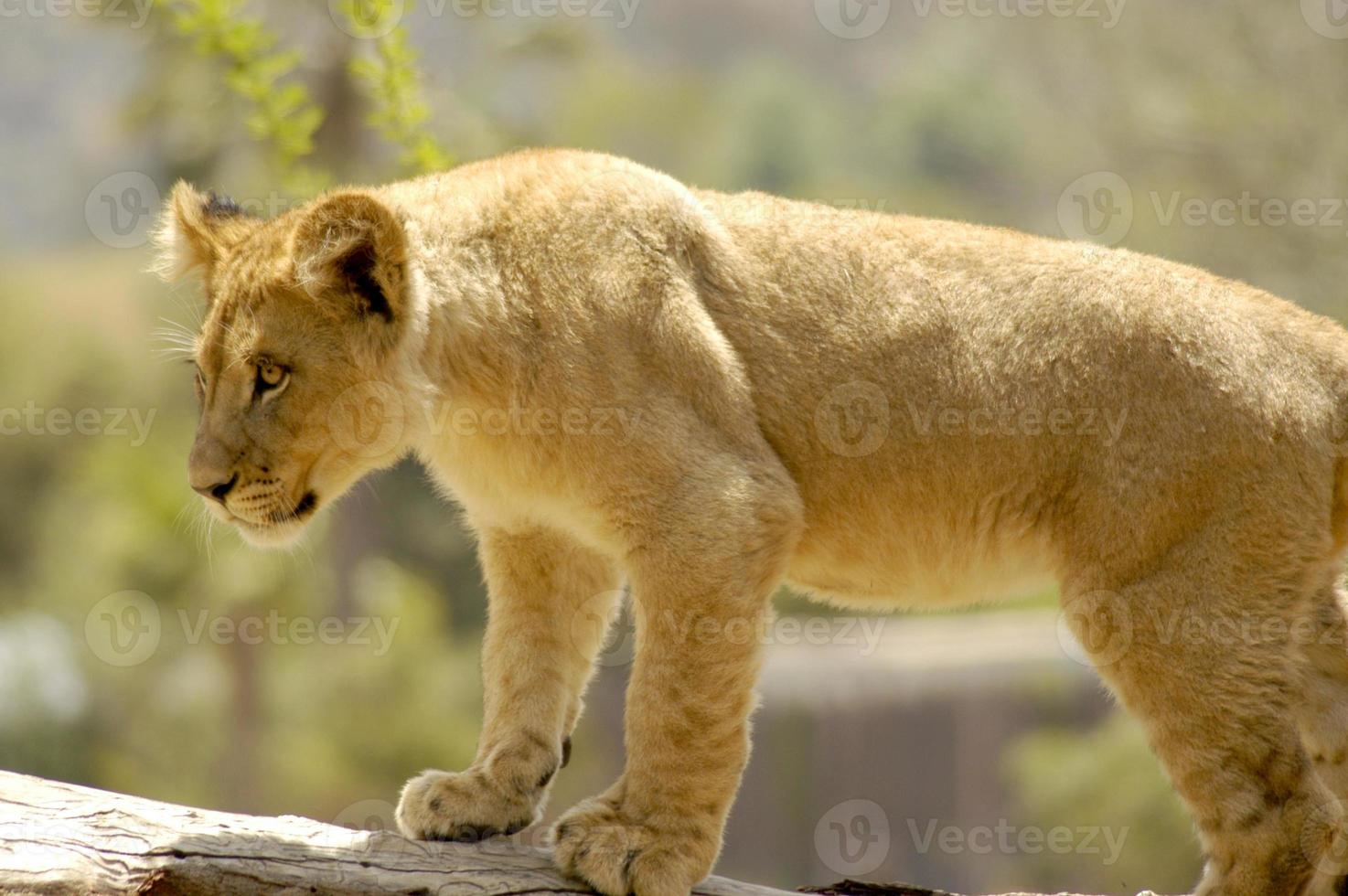 This curious lion cub decides to leave his family to investigate a nearby downed tree while perched on a branch. photo