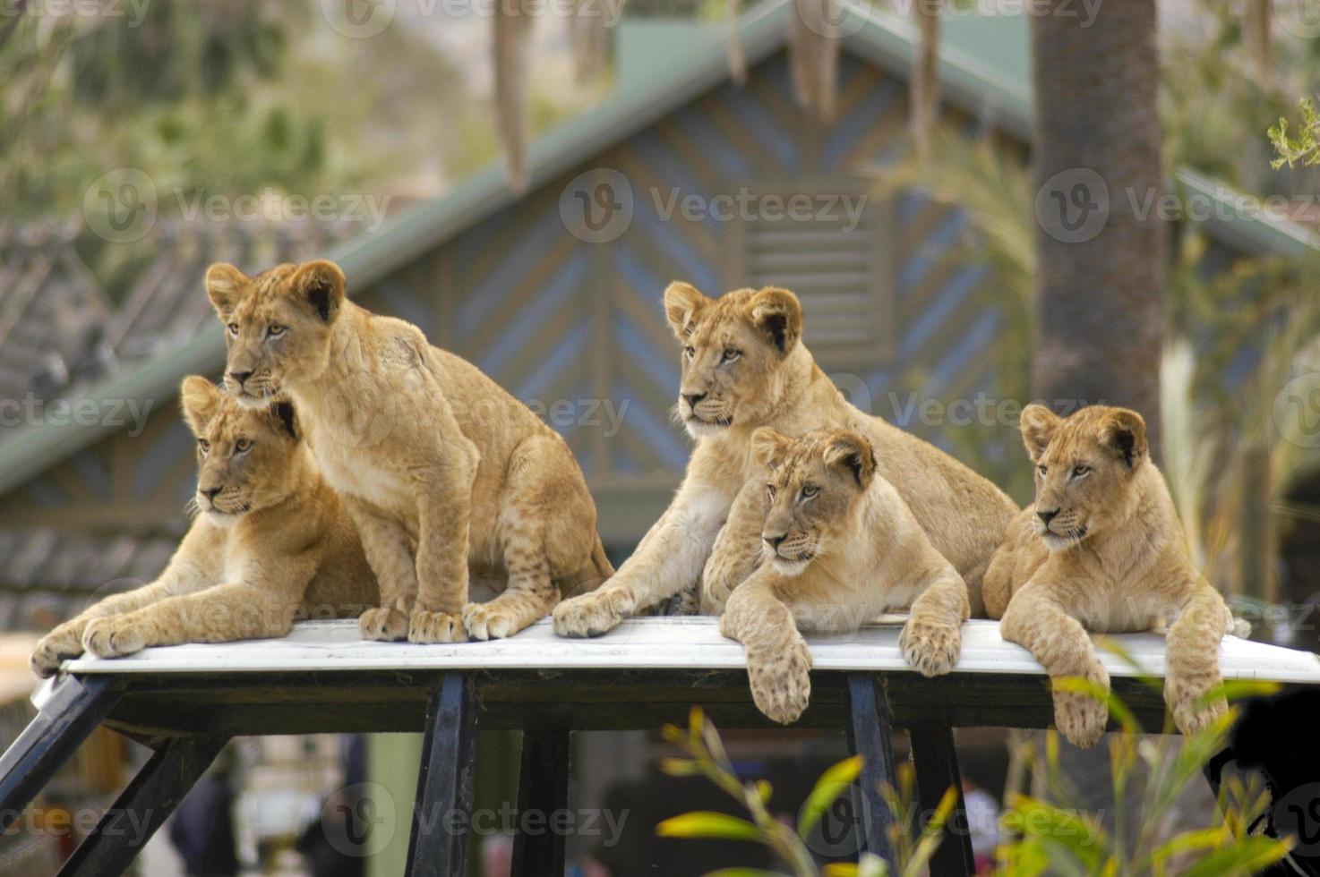 cinco león cachorros son esperando el regreso de su padres siguiendo un caza. foto