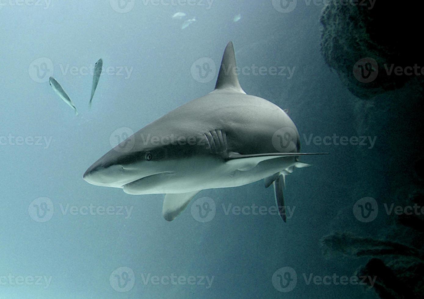 Off the coast of Florida, a large bull shark may be seen emerging from a cave and swimming in open water. photo