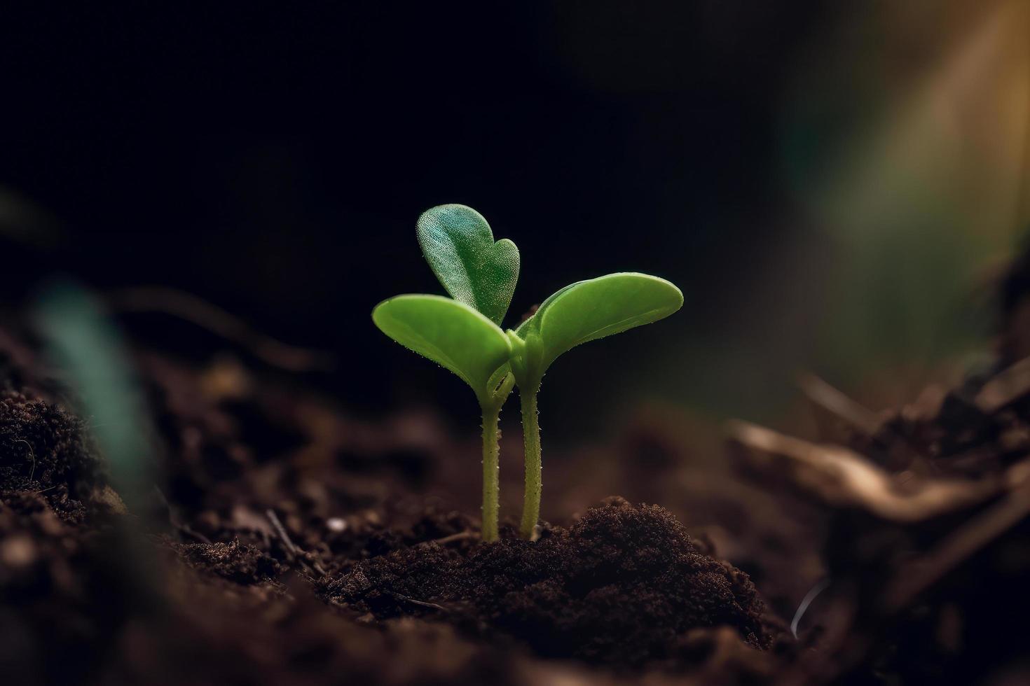 small tree growing with sunshine in garden. eco concept photo