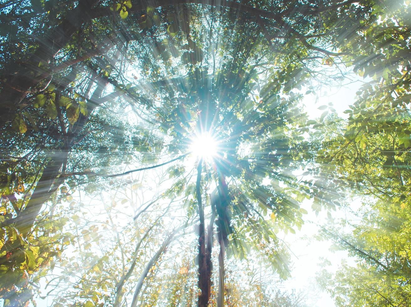 Sunlight through the branches of trees in the forest, Vintage tone, natural green background. photo