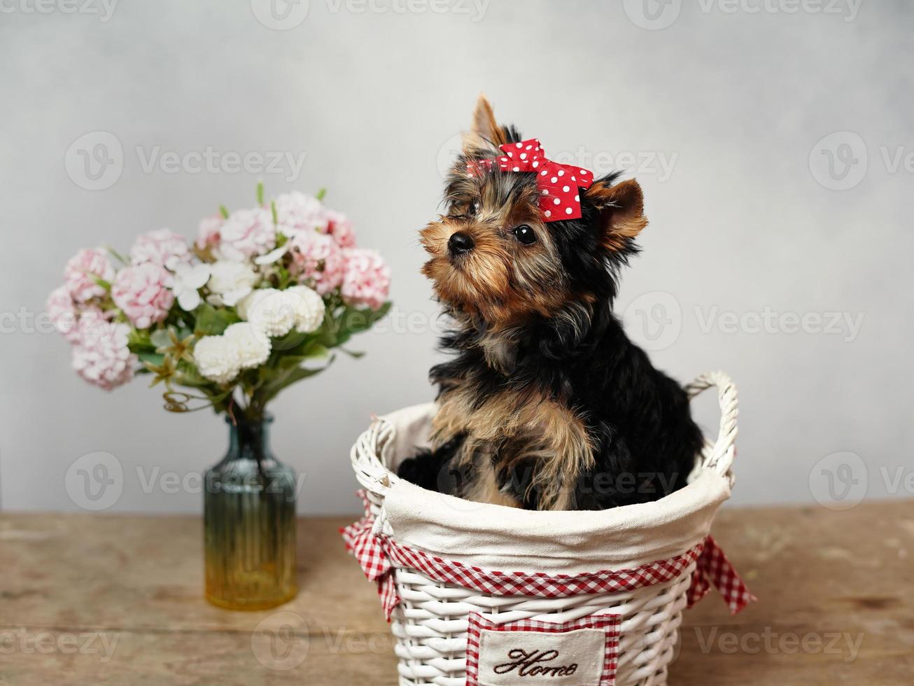 A cute, fluffy Yokrshire Terrier Puppy Sits in a white wicker basket against a white background. The puppy has a red bow on its head, a vase with pink flowers stands nearby. Copy space photo