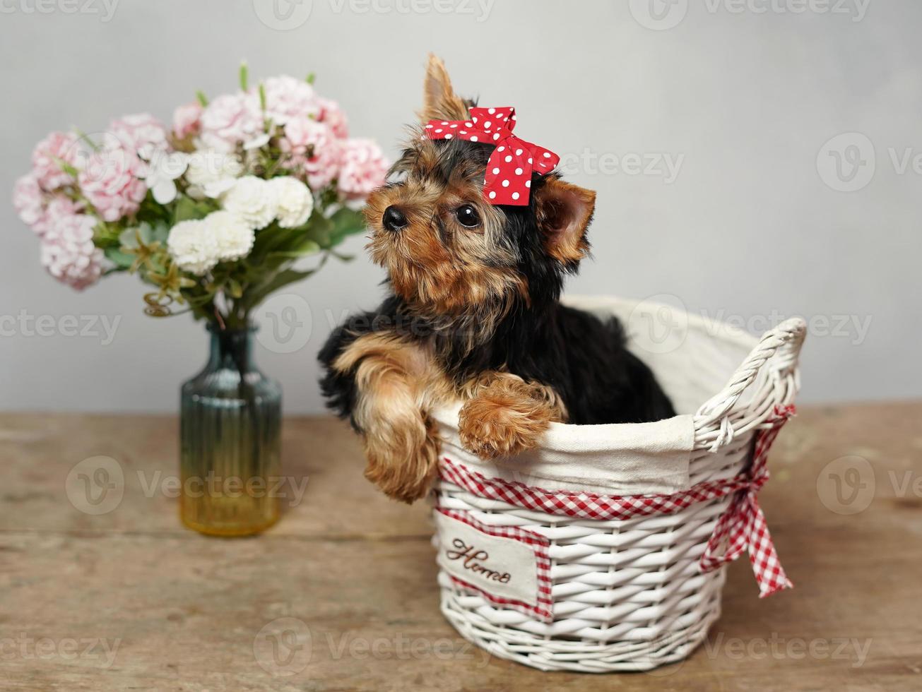 A cute, fluffy Yokrshire Terrier Puppy Sits in a white wicker basket against a white background. The puppy has a red bow on its head, a vase with pink flowers stands nearby. Copy space photo