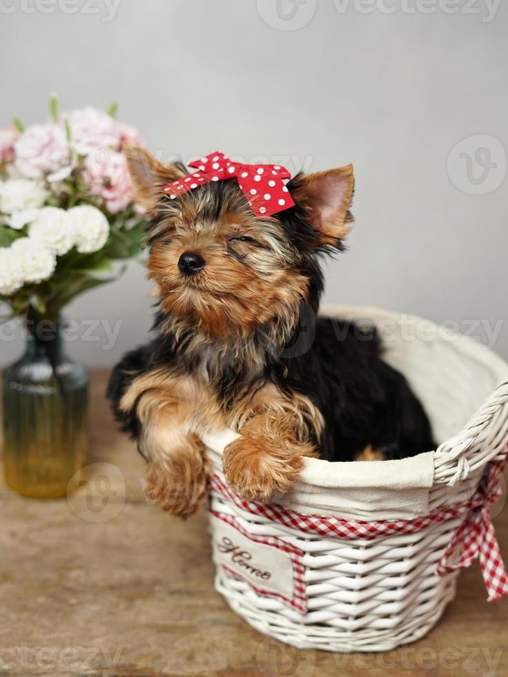 el lindo, mullido yorkshire terrier perrito cerrado su ojos, sentado en un blanco mimbre cesta en contra un blanco antecedentes. el perrito tiene un rojo arco en sus cabeza, un florero con rosado flores soportes cerca foto