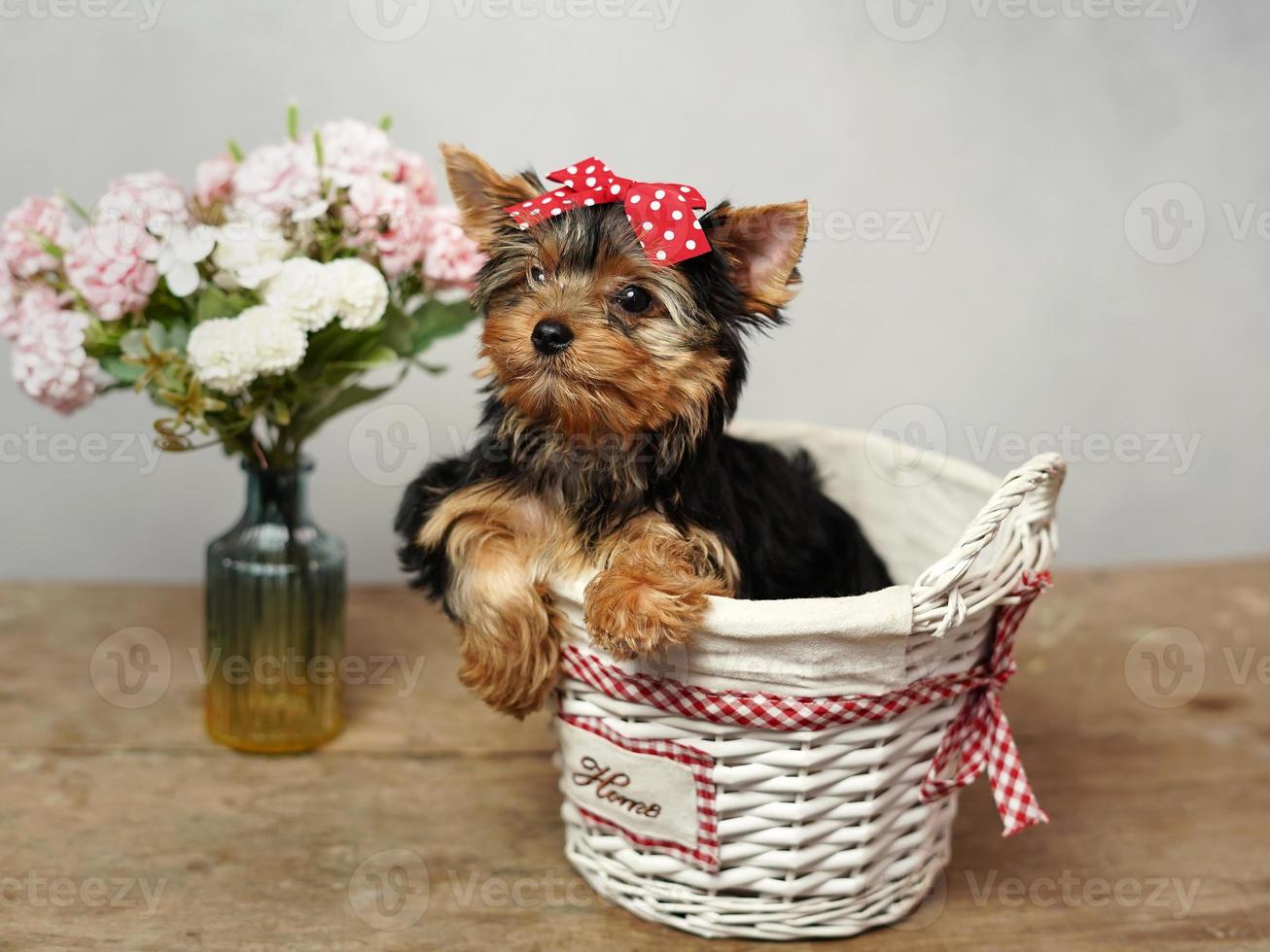 A cute, fluffy Yokrshire Terrier Puppy Sits in a white wicker basket against a white background. The puppy has a red bow on its head, a vase with pink flowers stands nearby. Copy space photo