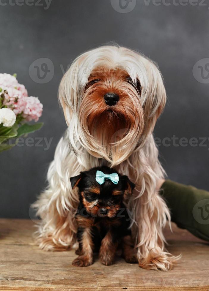 Adult Yorkshearer Terrier girl Sits on near to a Yorkshearer terrier Puppy on a wooden table against a black background photo