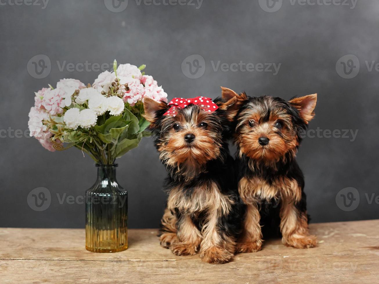 Two cute, furry Yokrshire Terrier Puppies Sitting on a wooden table, Posing on camera. The Puppy has a red bow on its head, next to it is a vase with pink flowers against a Black background photo