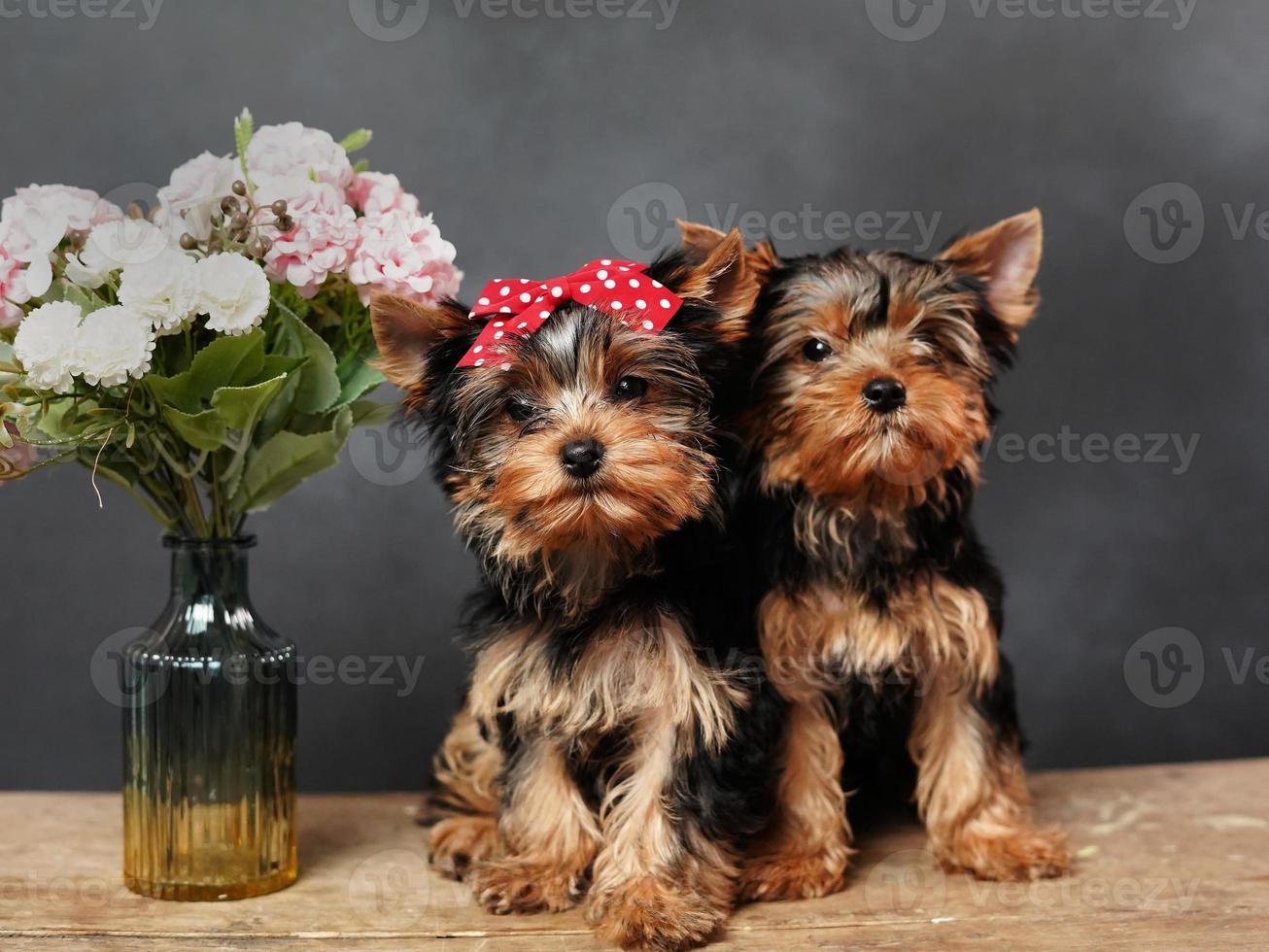 Two cute, furry Yokrshire Terrier Puppies Sitting on a wooden table, Posing on camera. The Puppy has a red bow on its head, next to it is a vase with pink flowers against a Black background photo