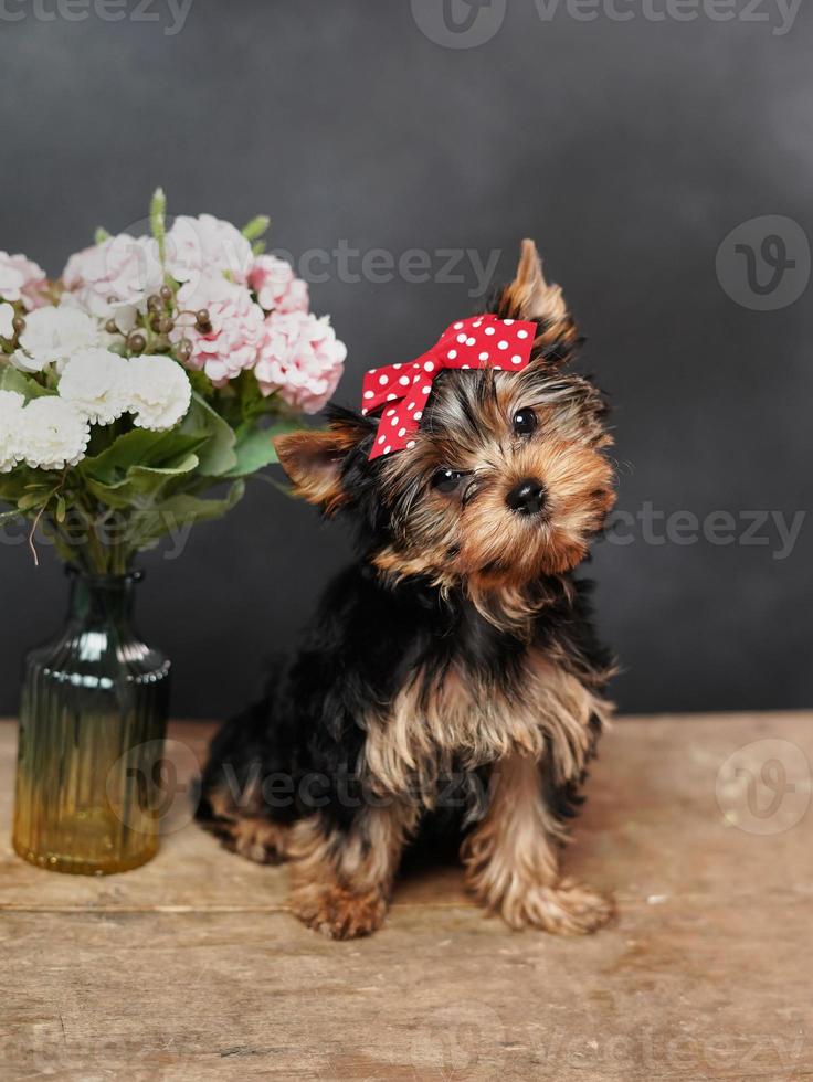 A cute, fluffy Yokrshire Terrier Puppy sits on a wooden table, Posing on camera. The puppy has a red bow on its head, a vase with pink flowers stands nearby photo