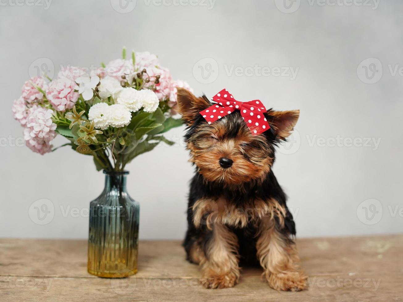 A cute, fluffy Yokrshire Terrier Puppy closed his eyes, sitting on a wooden table. The puppy has a red bow on its head, a vase with pink flowers stands nearby photo