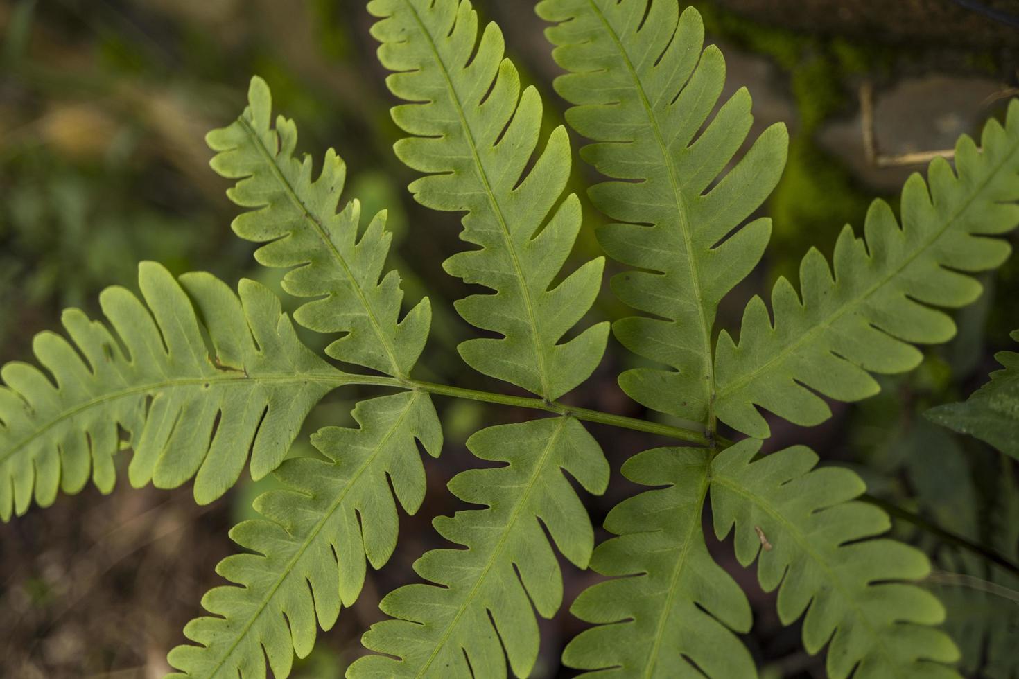 Close up photo of green ferns leaf on the forest when spring time. The photo is suitable to use for green leaf background, nature background and botanical content media.