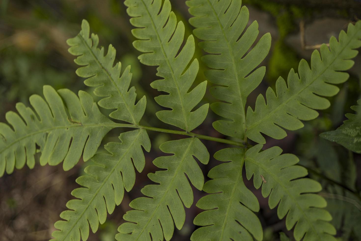 Close up photo of green ferns leaf on the forest when spring time. The photo is suitable to use for green leaf background, nature background and botanical content media.