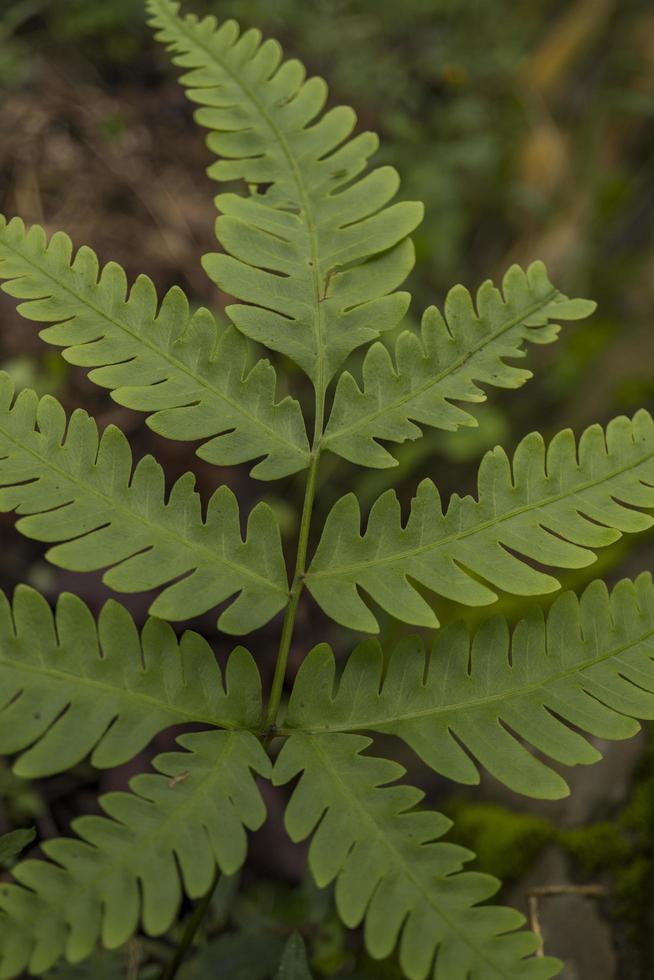 Close up photo of green ferns leaf on the forest when spring time. The photo is suitable to use for green leaf background, nature background and botanical content media.