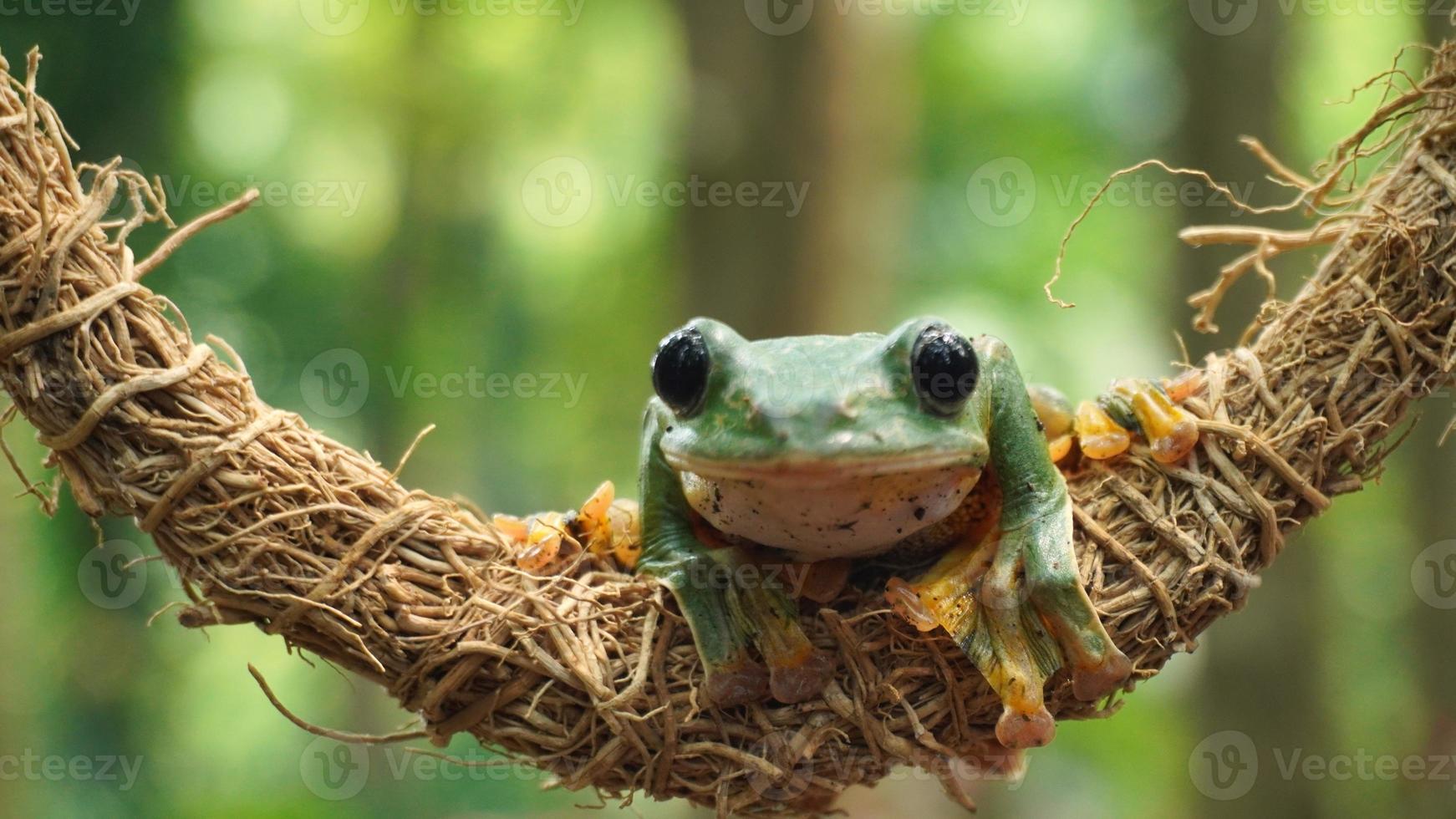 the frog sits on the tree roots photo