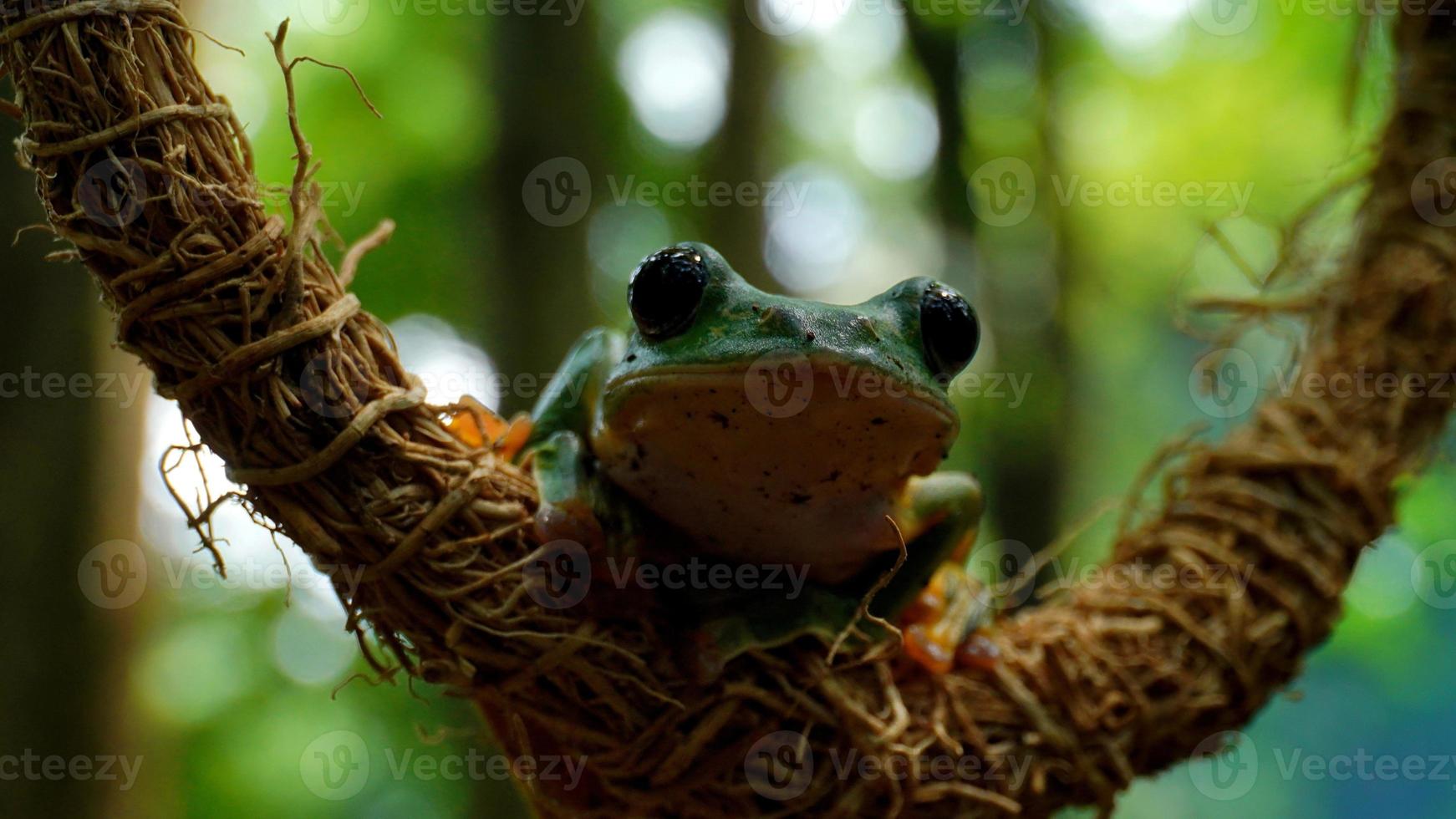 the frog sits on the tree roots photo