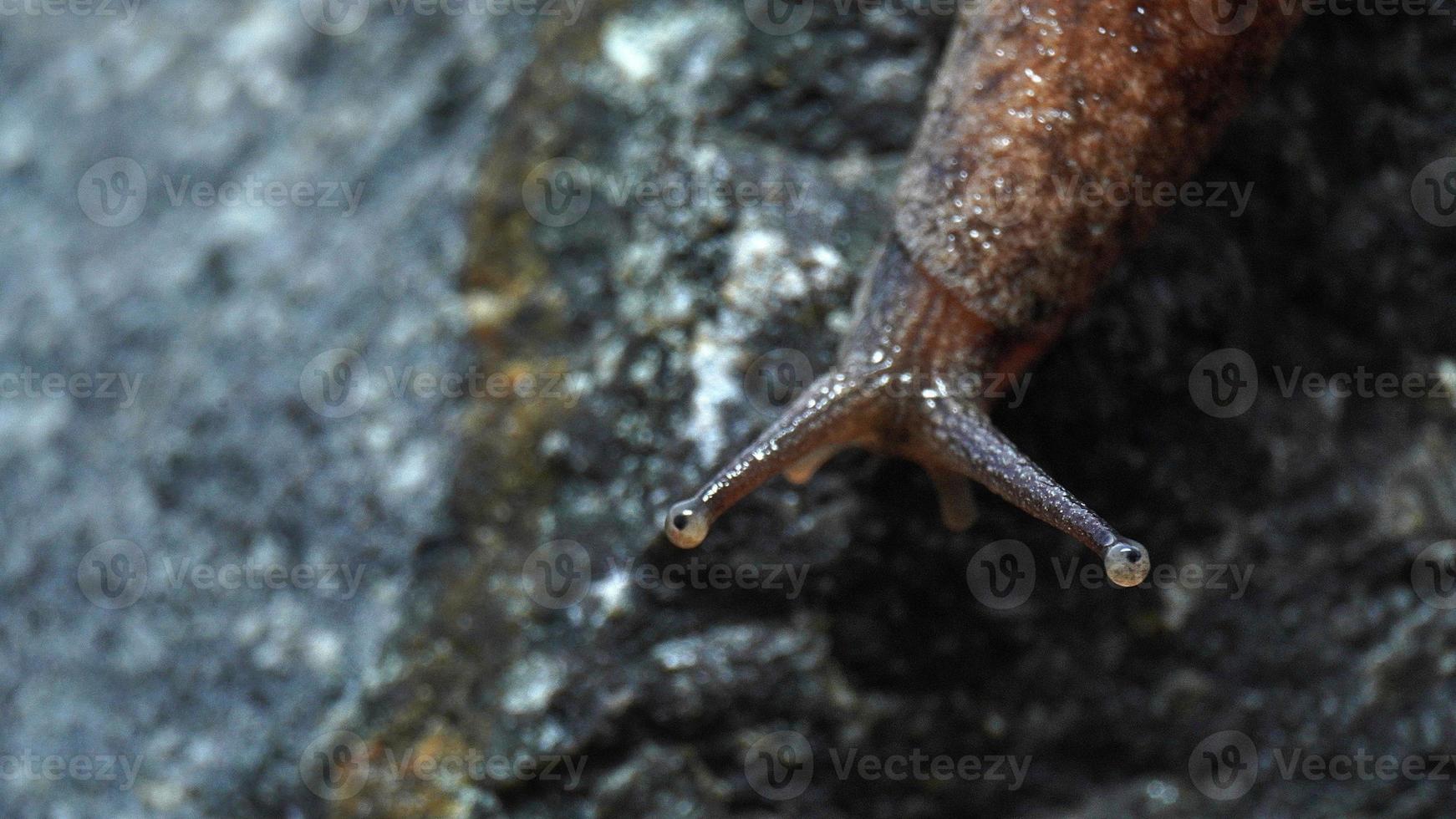 Field snails in some areas are a pest threat to farmers photo