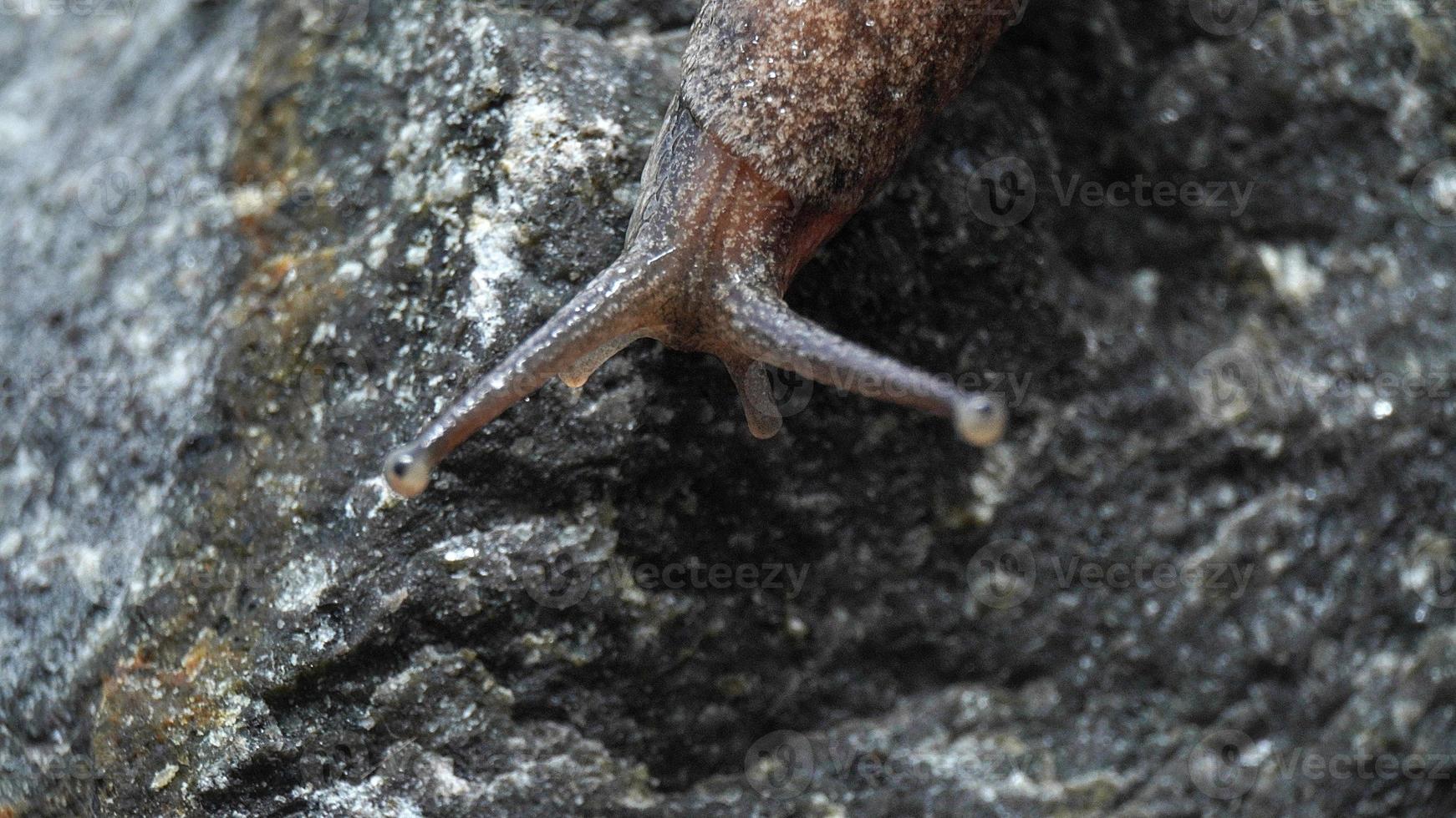 Field snails in some areas are a pest threat to farmers photo