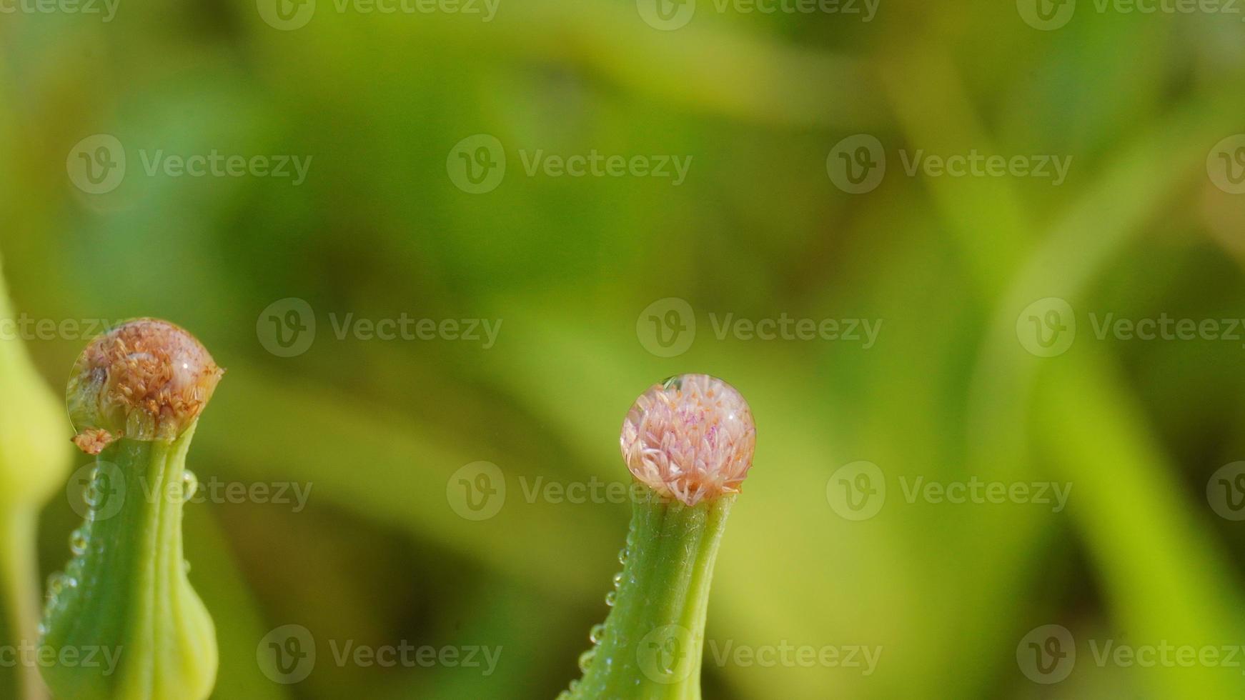dewdrops on pink flowers in the garden in the morning photo