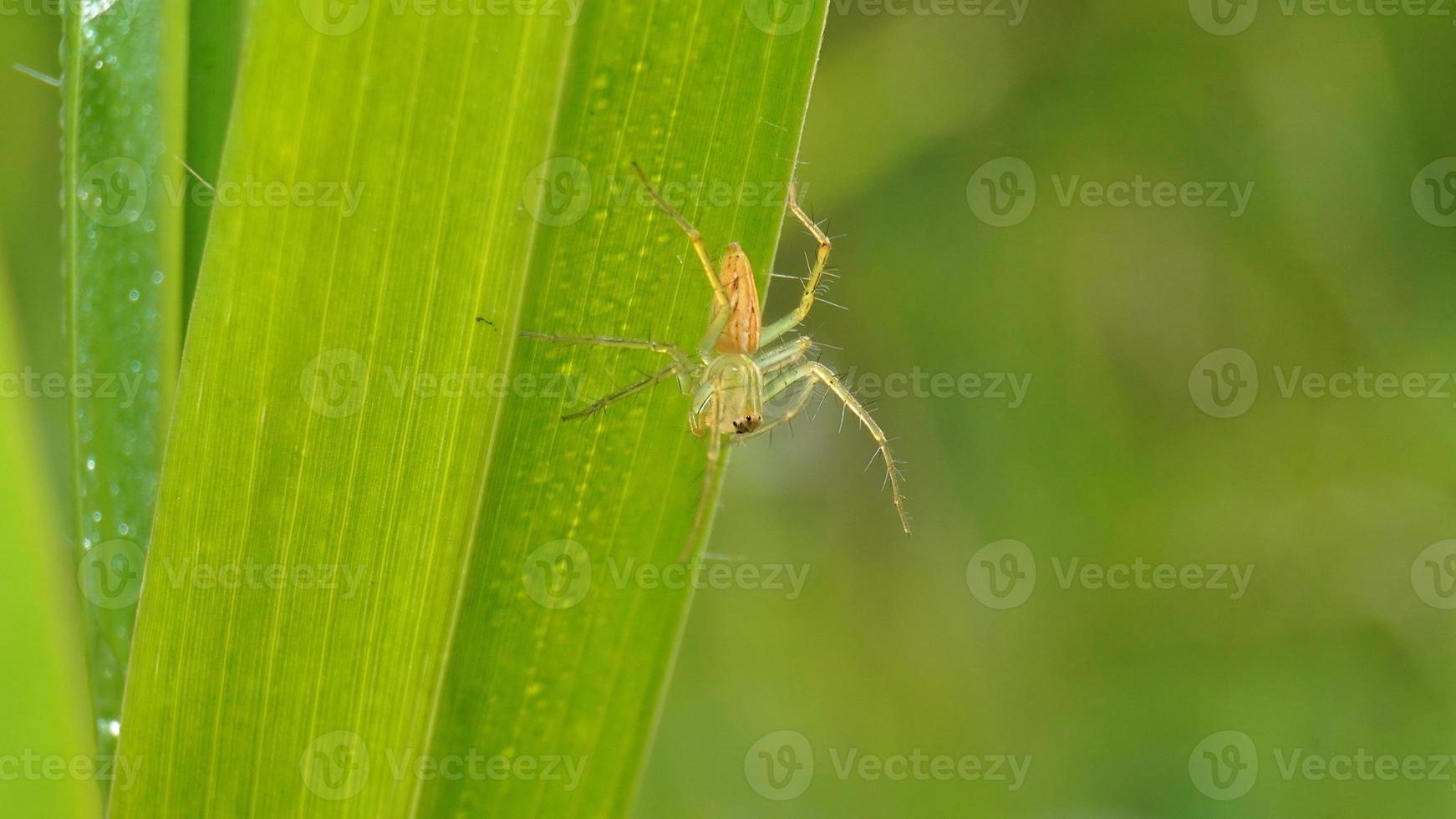 silent green spider on leaf grass in rice field photo