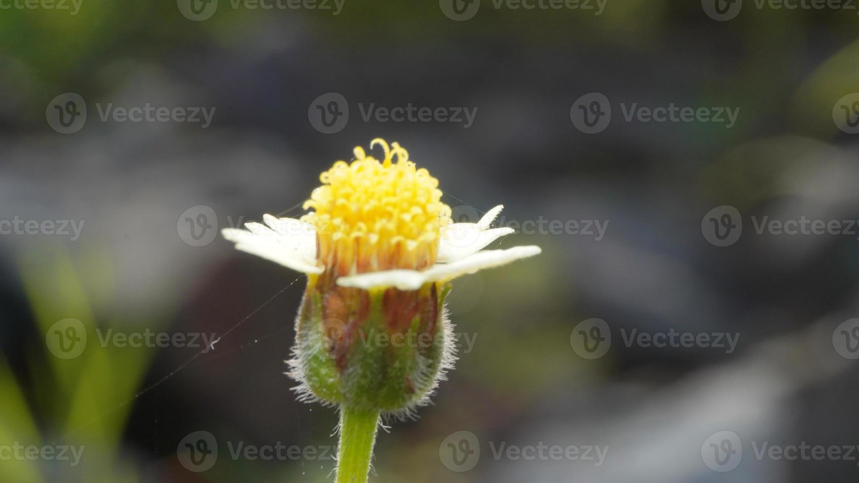 a yellow flower in the garden with blurr background photo