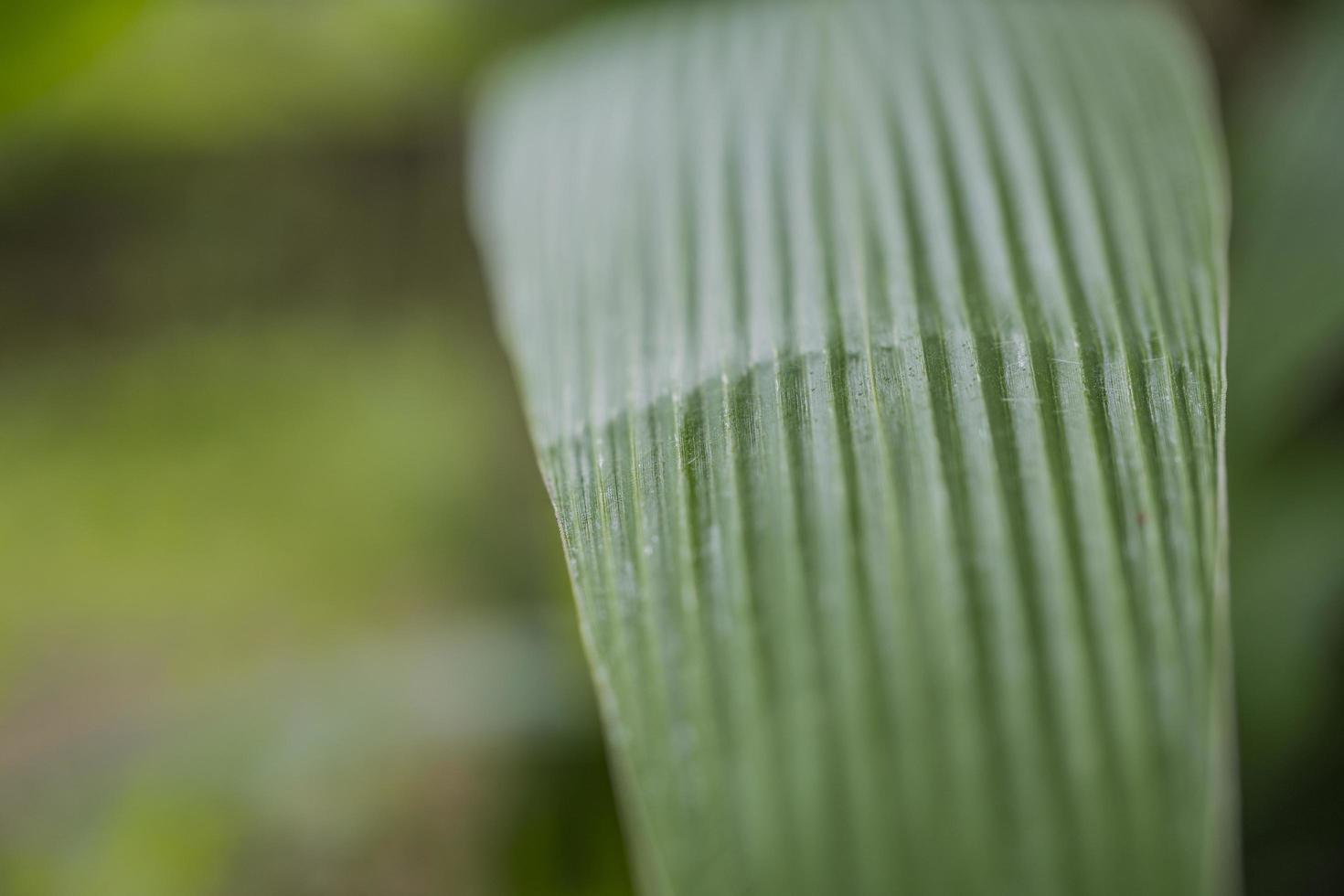 Close up photo of corn leaf, when harvest season on the East Java Indonesia. The photo is suitable to use for nature background and content social media botanical poster.