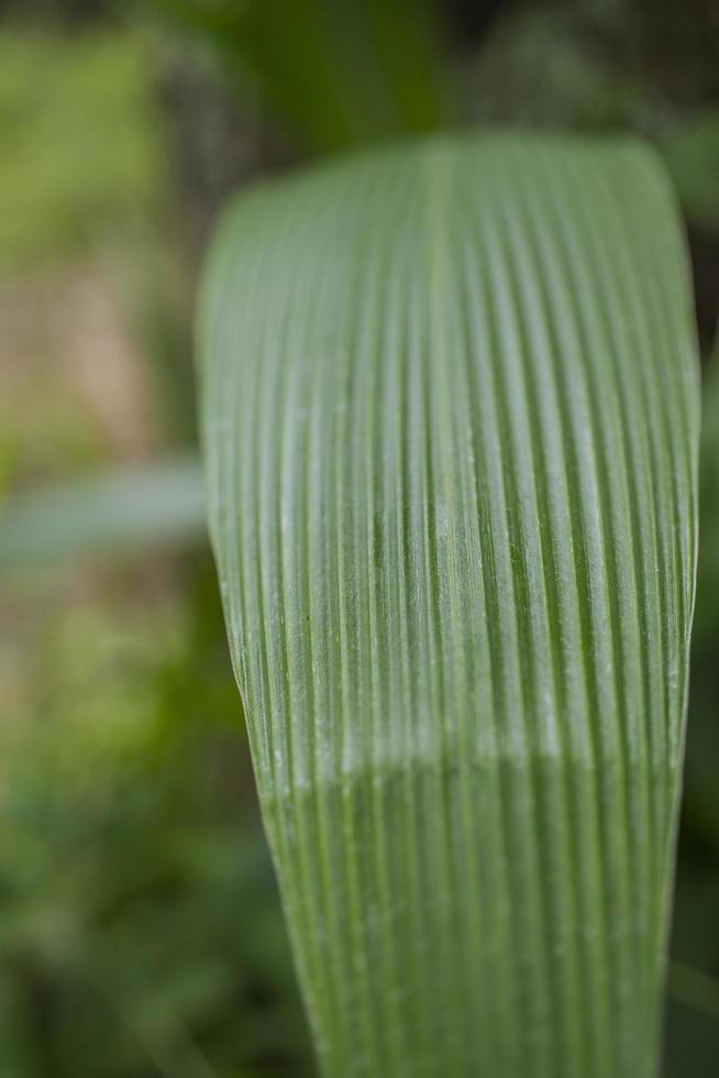 Close up photo of corn leaf, when harvest season on the East Java Indonesia. The photo is suitable to use for nature background and content social media botanical poster.