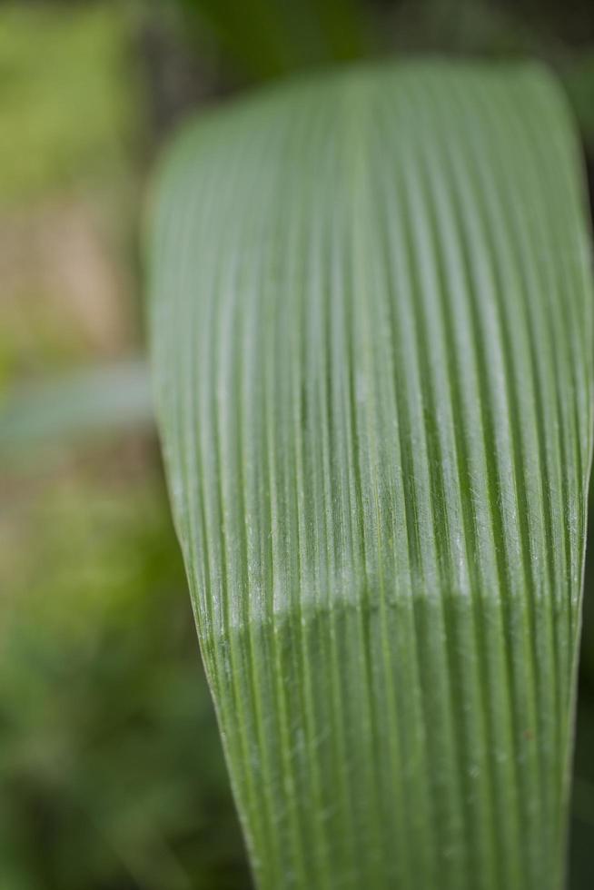Close up photo of corn leaf, when harvest season on the East Java Indonesia. The photo is suitable to use for nature background and content social media botanical poster.
