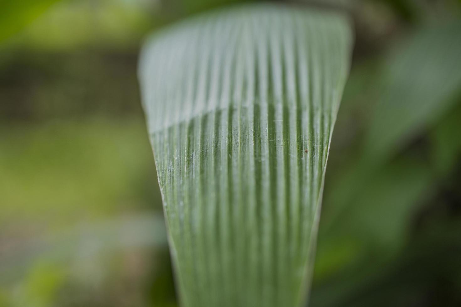 Close up photo of corn leaf, when harvest season on the East Java Indonesia. The photo is suitable to use for nature background and content social media botanical poster.