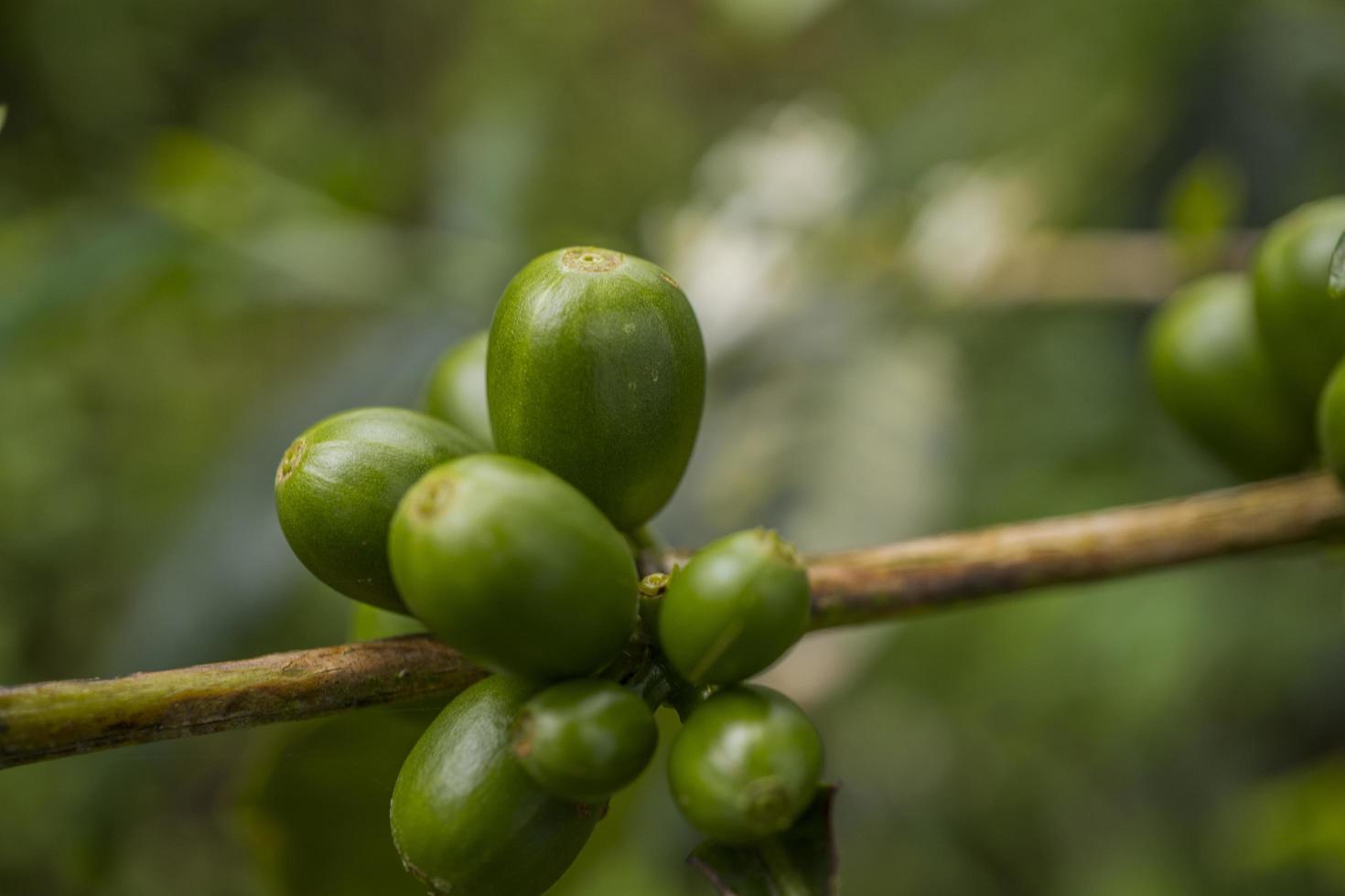 Close up photo of green coffee bean when spring season. The photo is suitable to use for nature background, content social media and fruit poster.