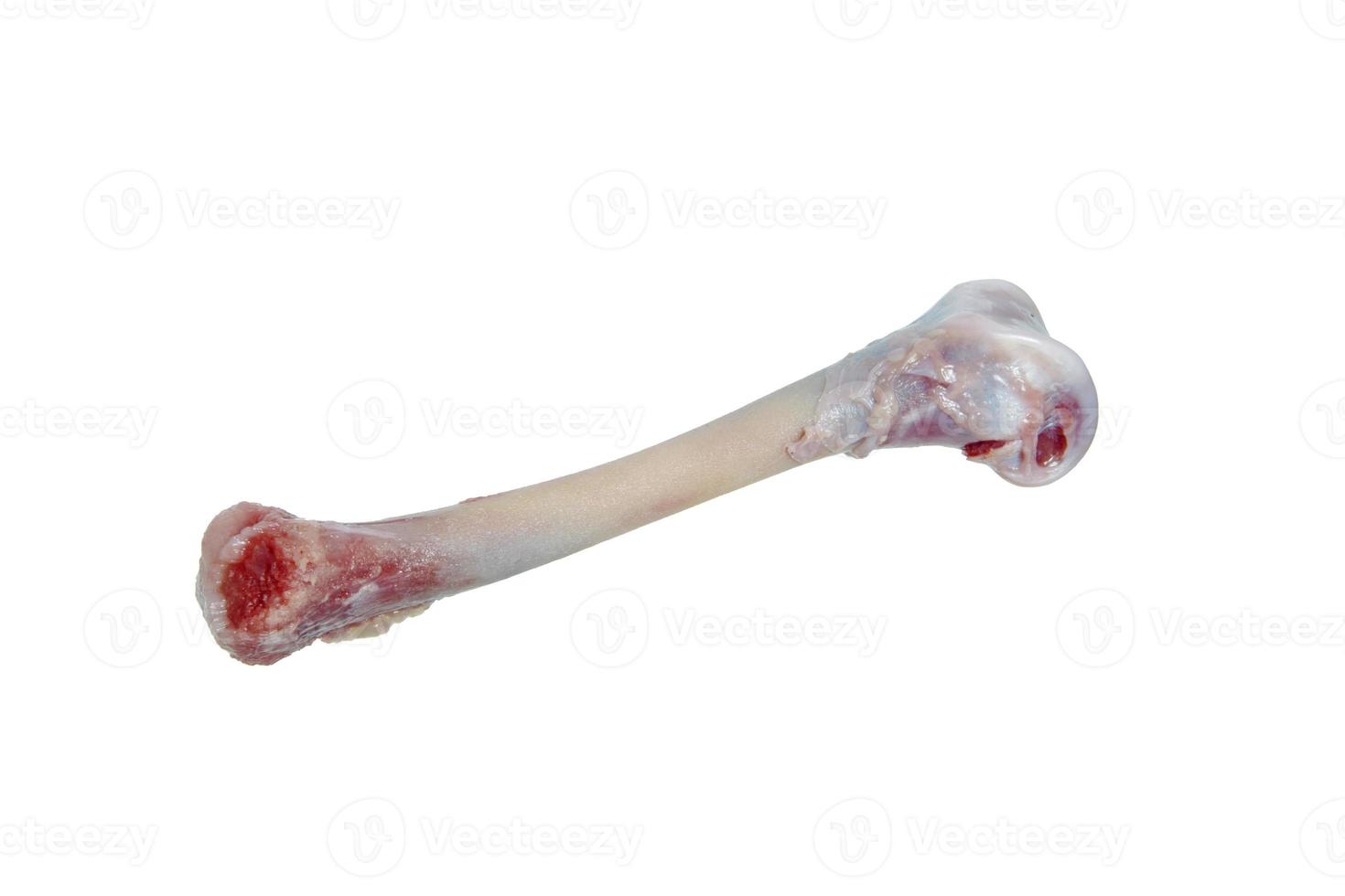 Chicken bone isolated on white background without shadow.. photo