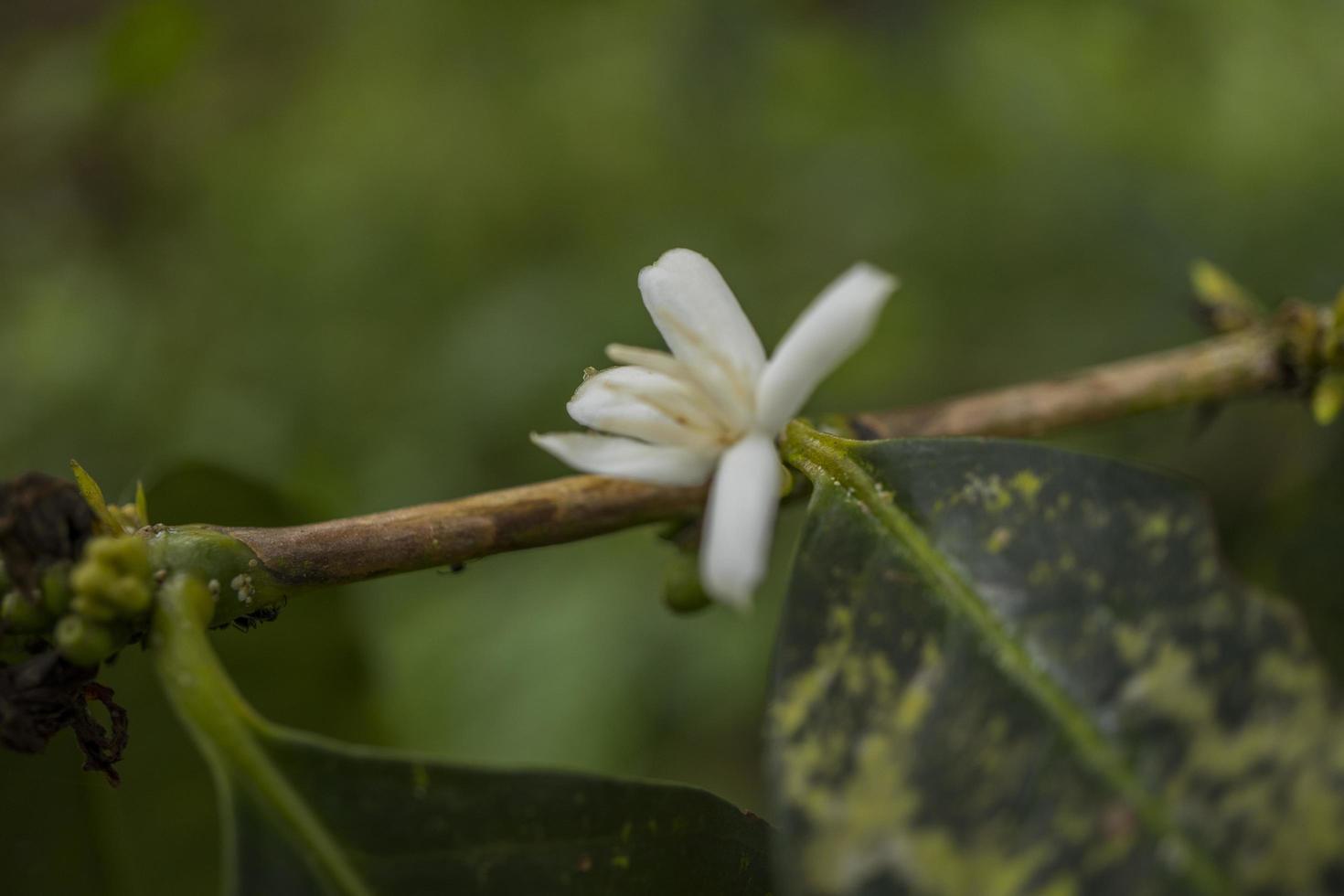 Close up photo of little white flower of coffee plant. The photo is suitable to use for nature background, content social media and fruit poster.